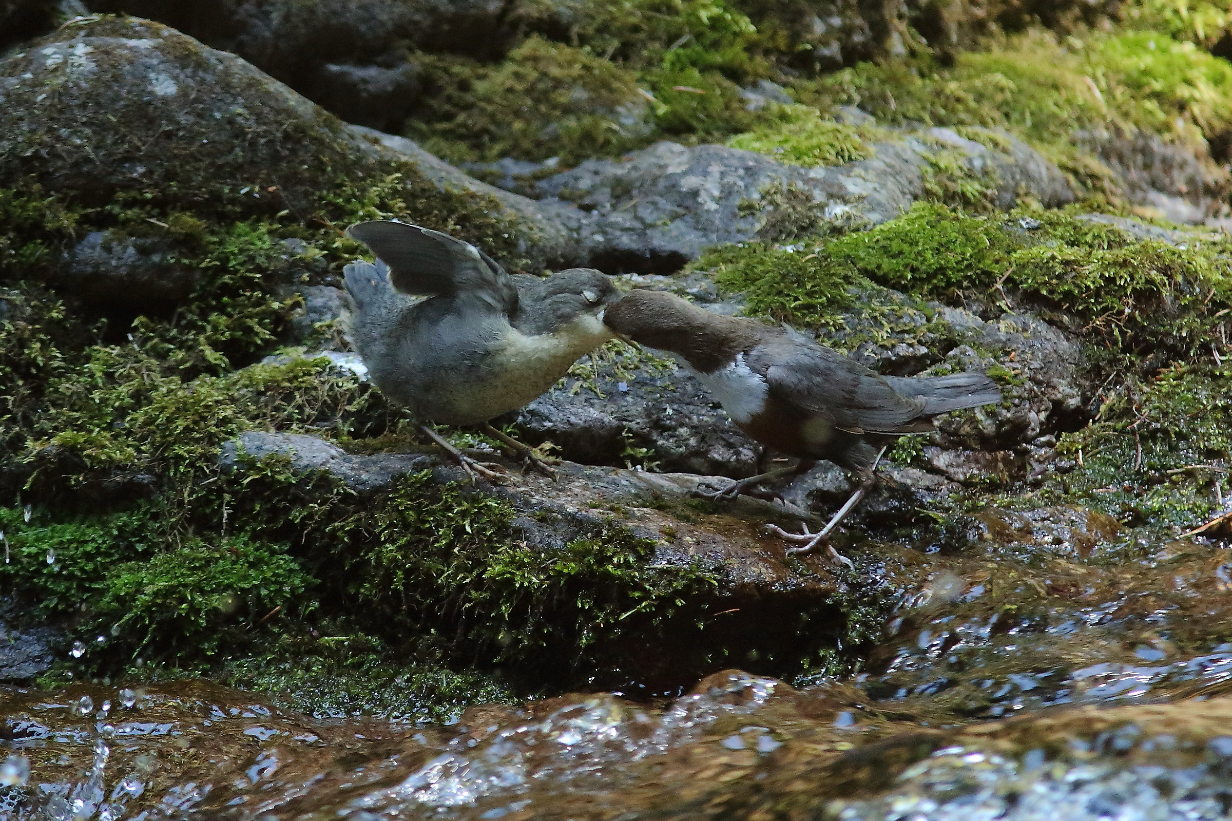 Imbeccata Merlo Acquaiolo