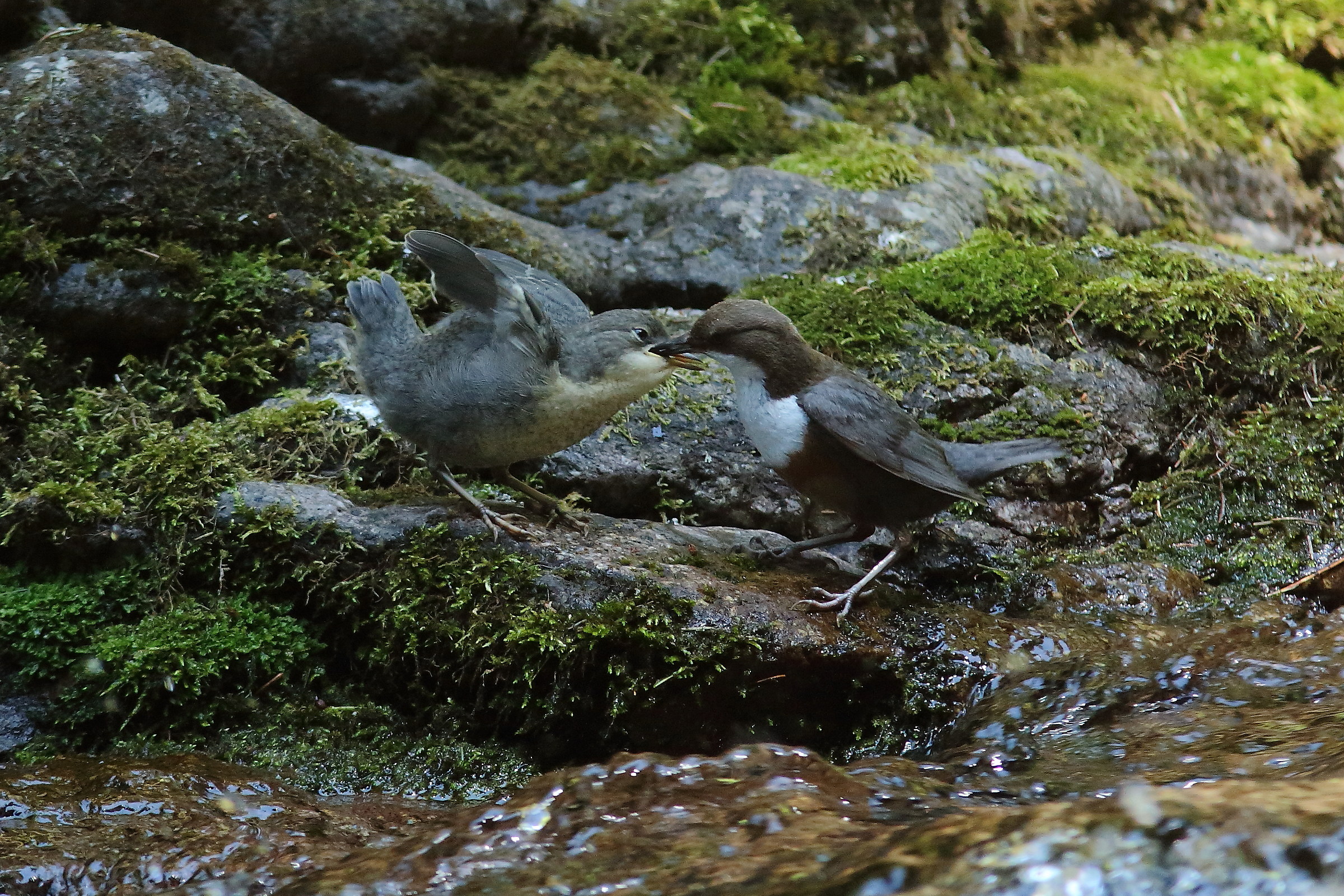 Imbeccata Mrlo Acquaiolo