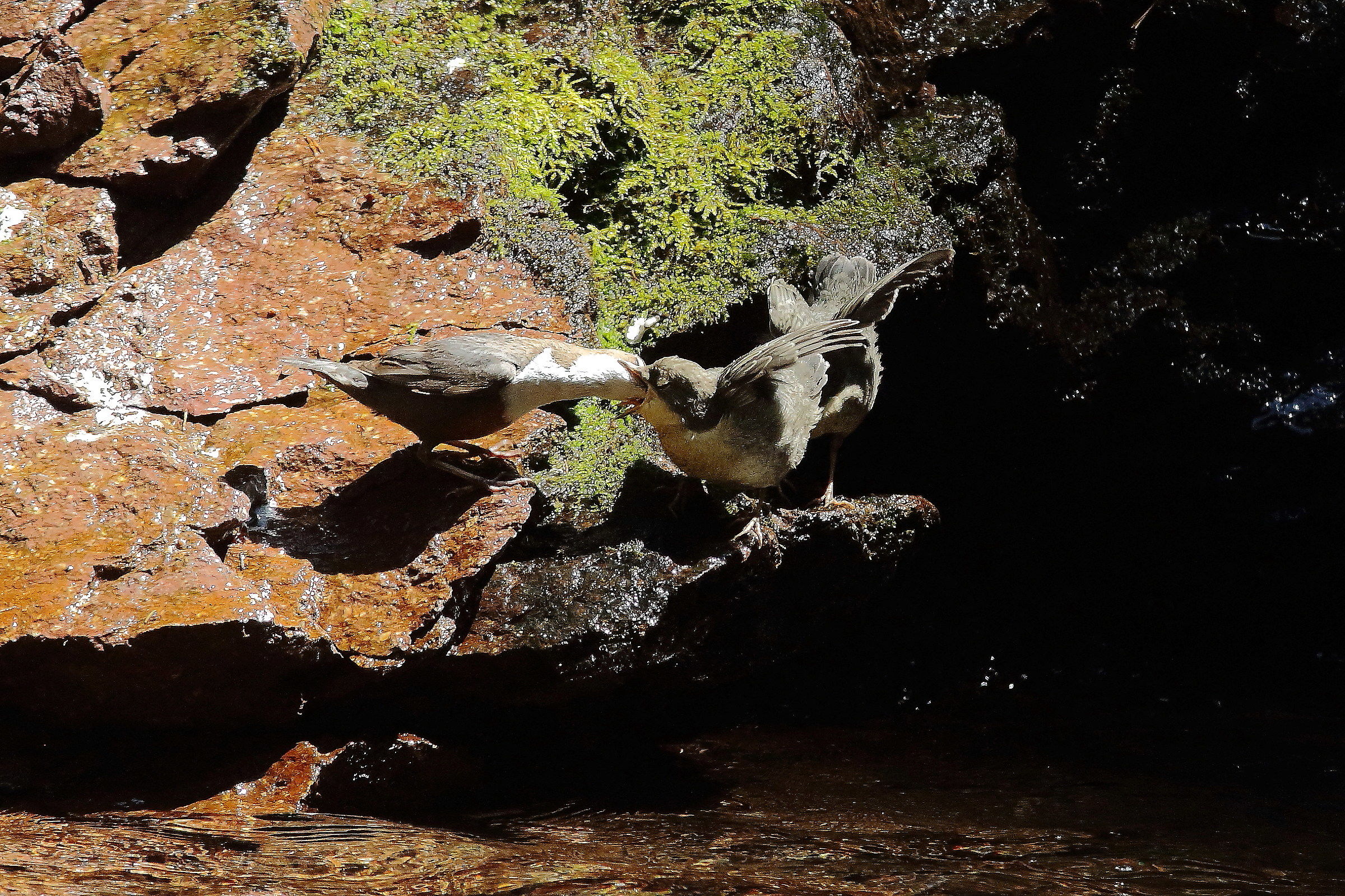 Imbeccata Merlo Acquaiolo