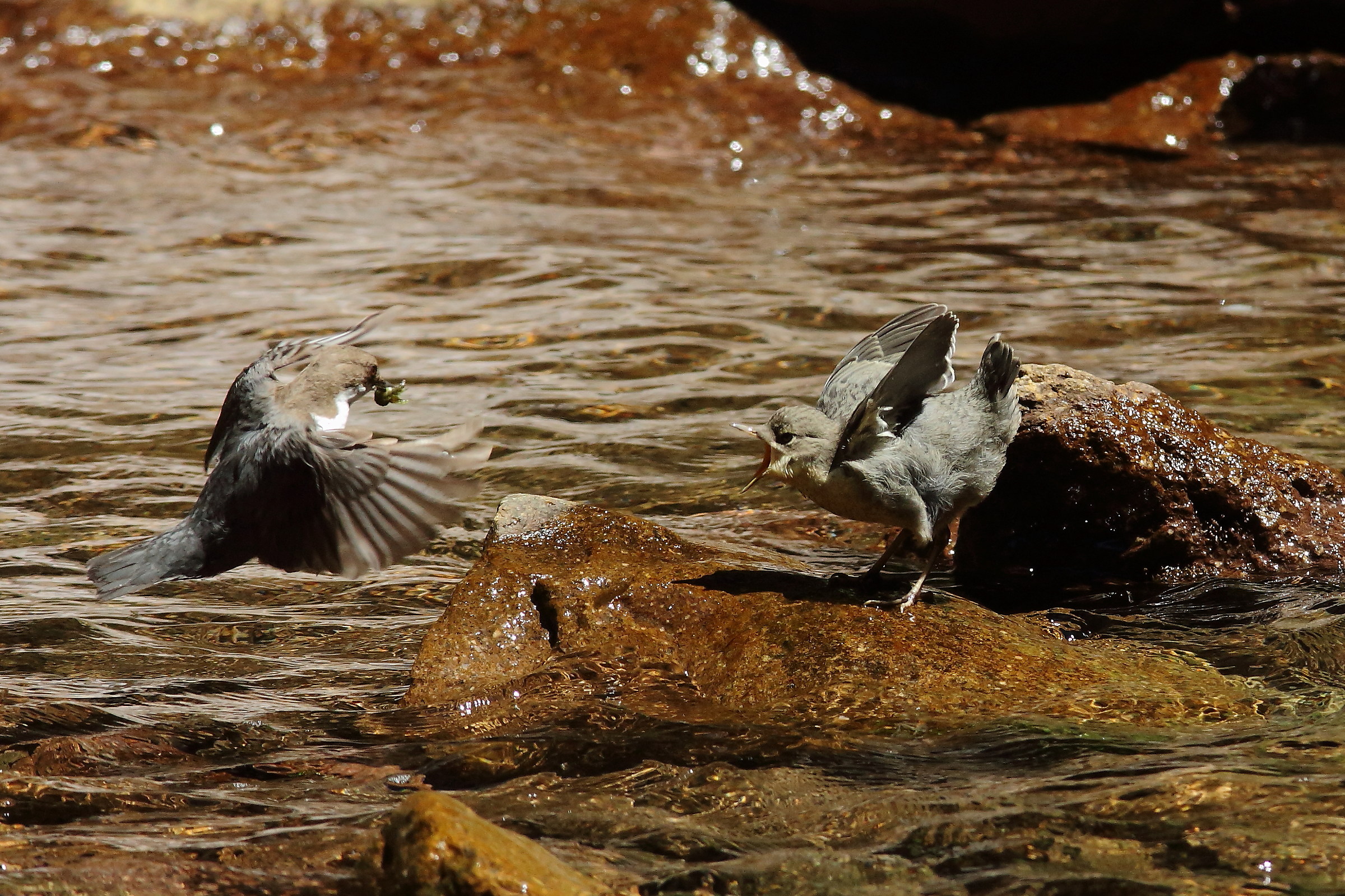 Imbeccata Merlo Acquaiolo