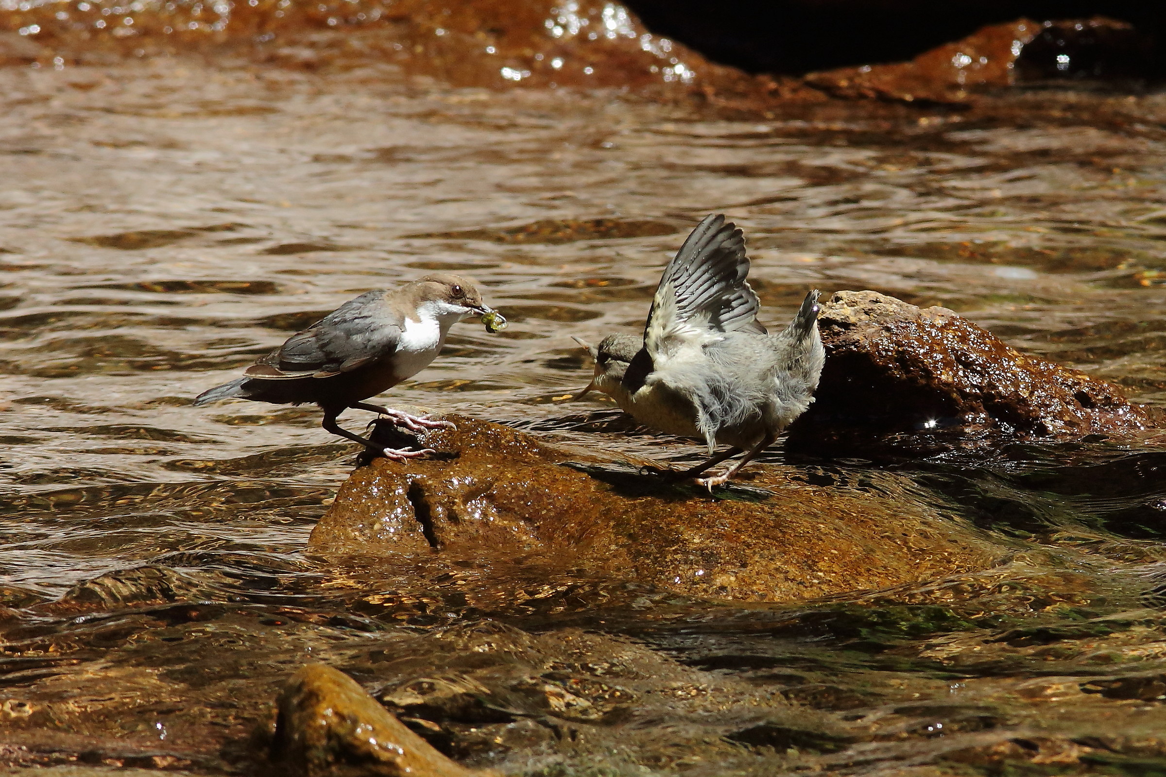 Imbeccata Merlo Acquaiolo