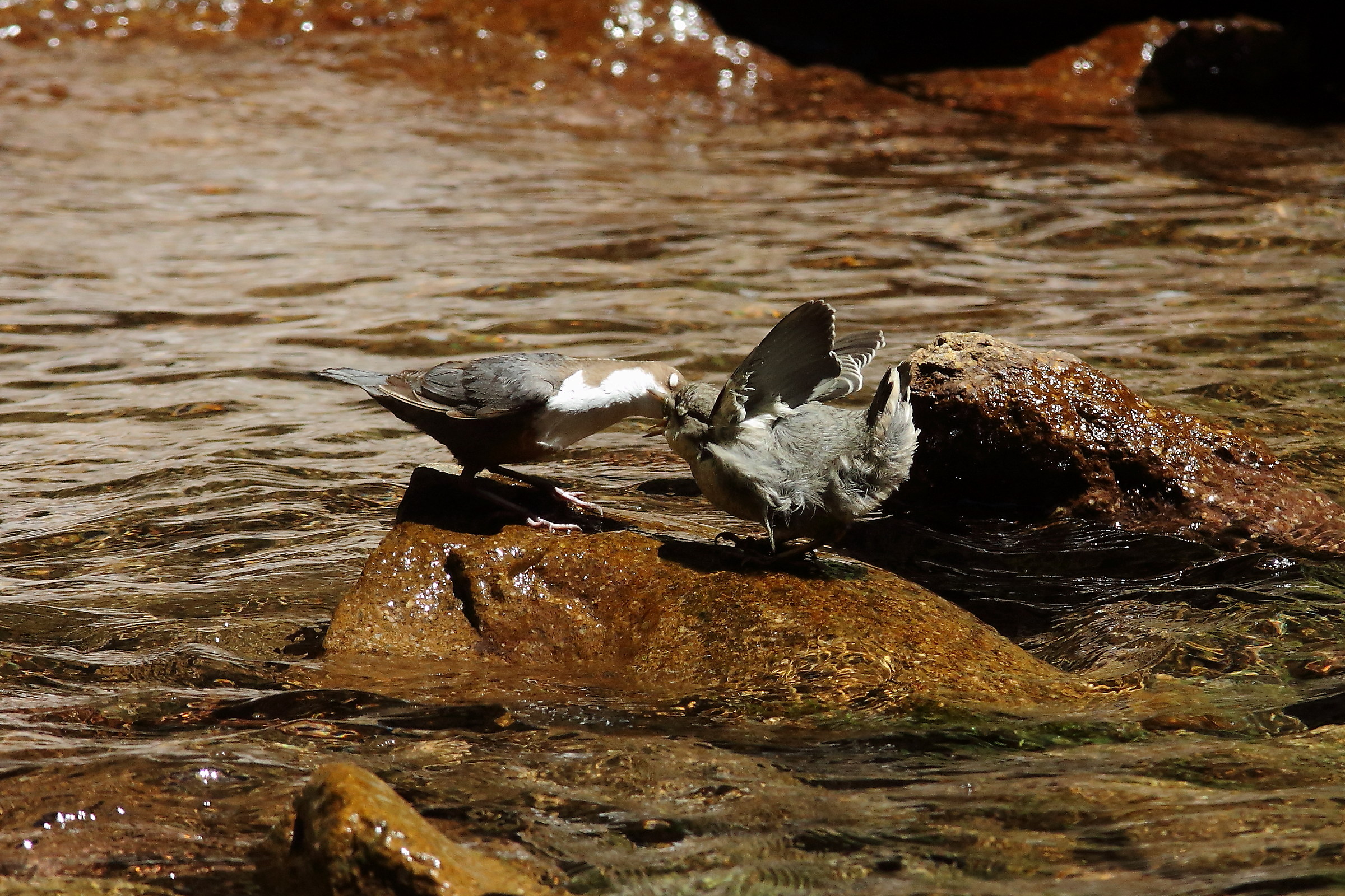 Imbeccata Merlo Acquaiolo