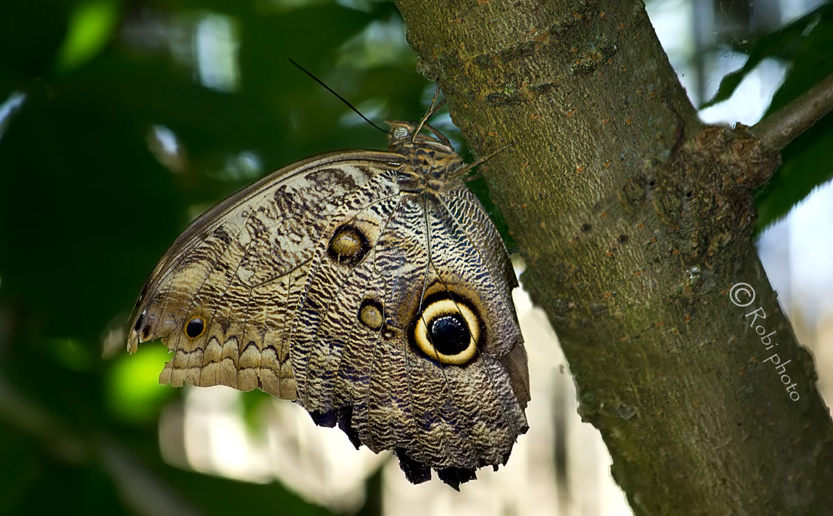 Butterfly (owl's eye)