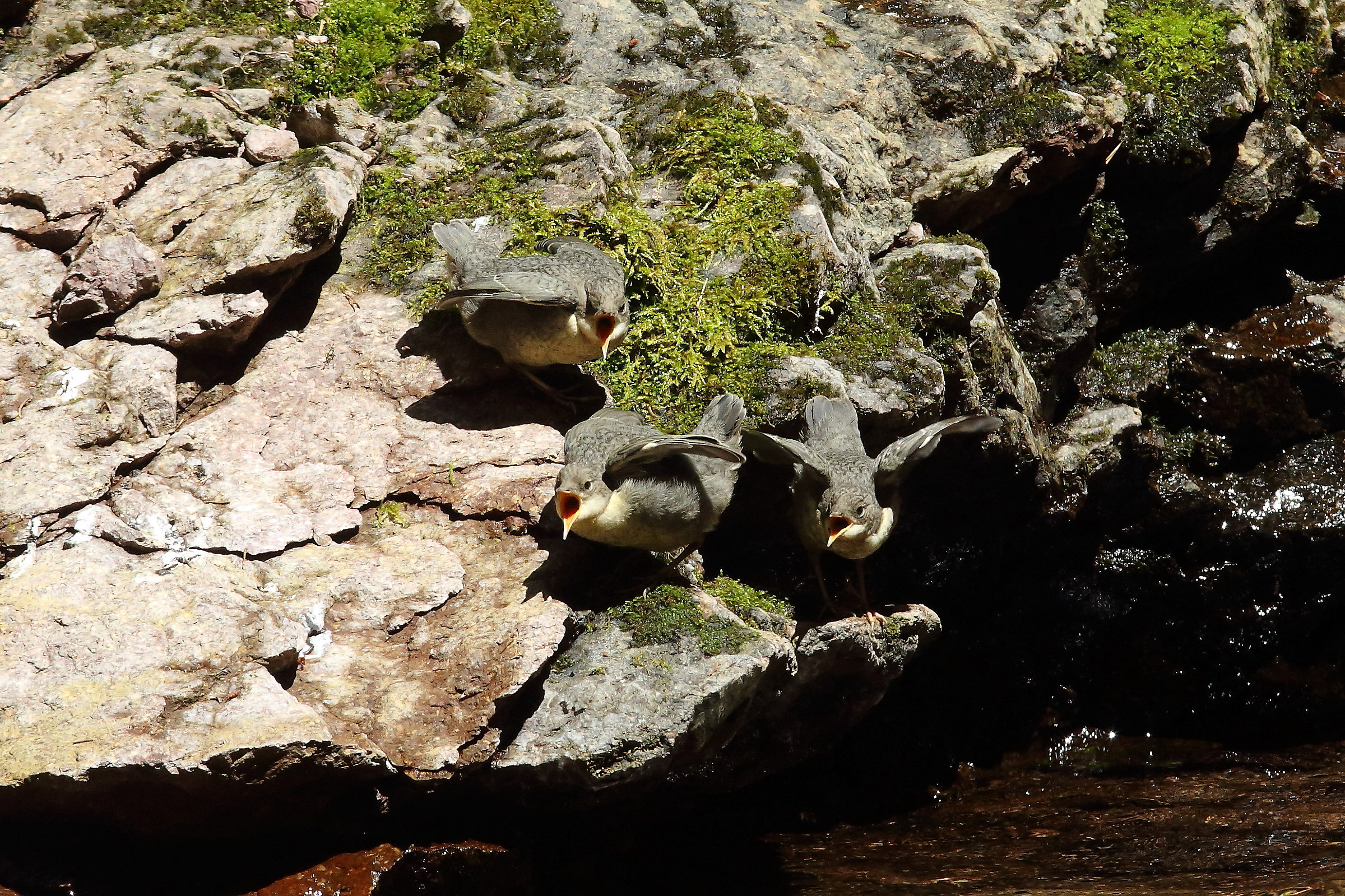Imbeccata Merlo Acquaiolo