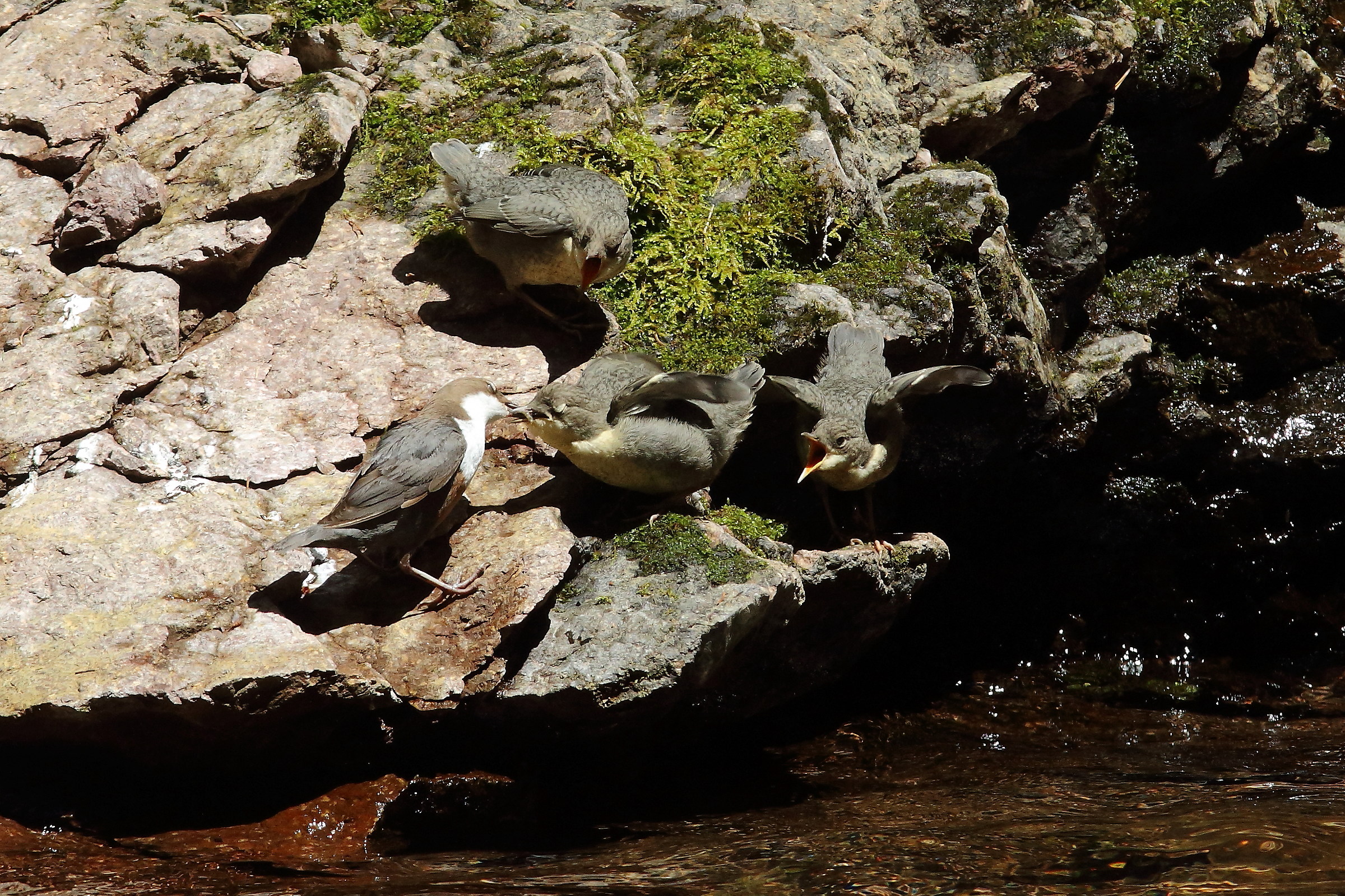 Imbeccata Merlo Acquaiolo