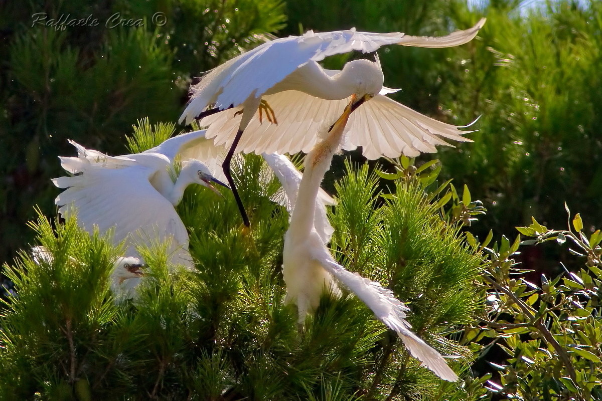 Garzetta:Pappa Per La Famiglia