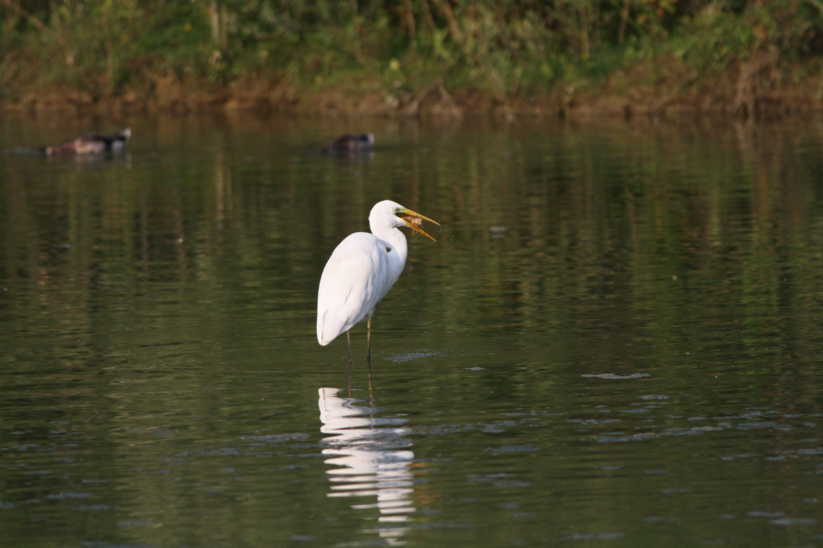 Great Egret