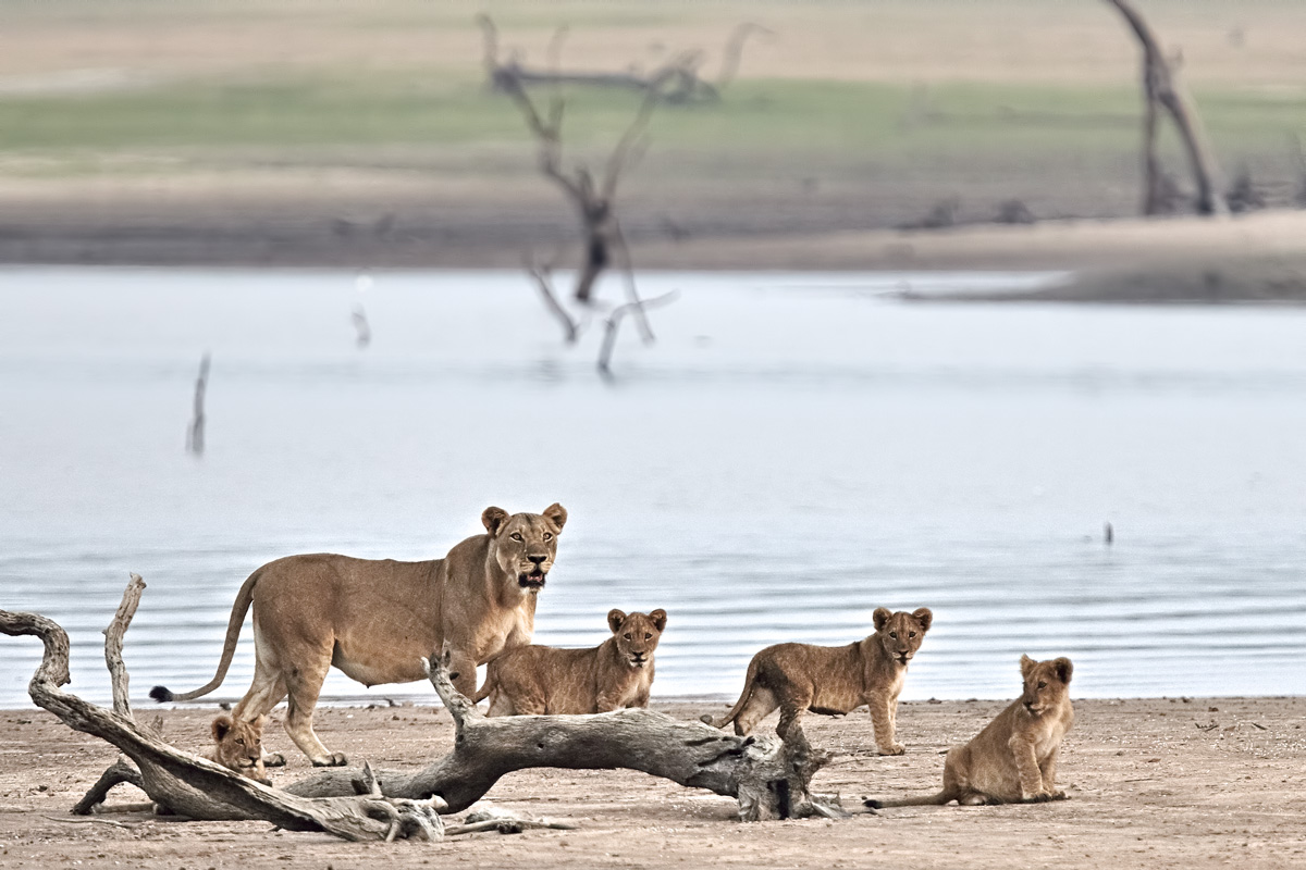 family of lions