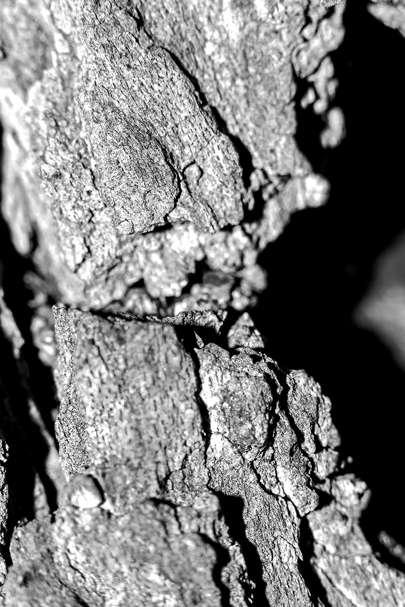La pelle di Laurelin in B/N