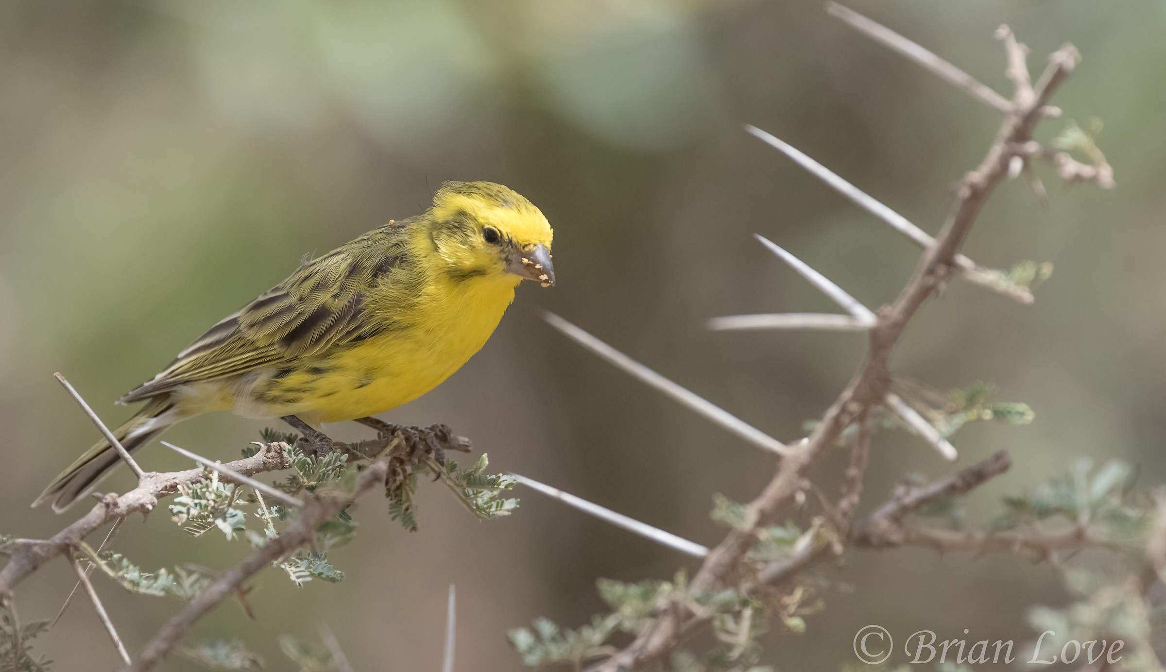 Giallo-fronteggiato Canarie