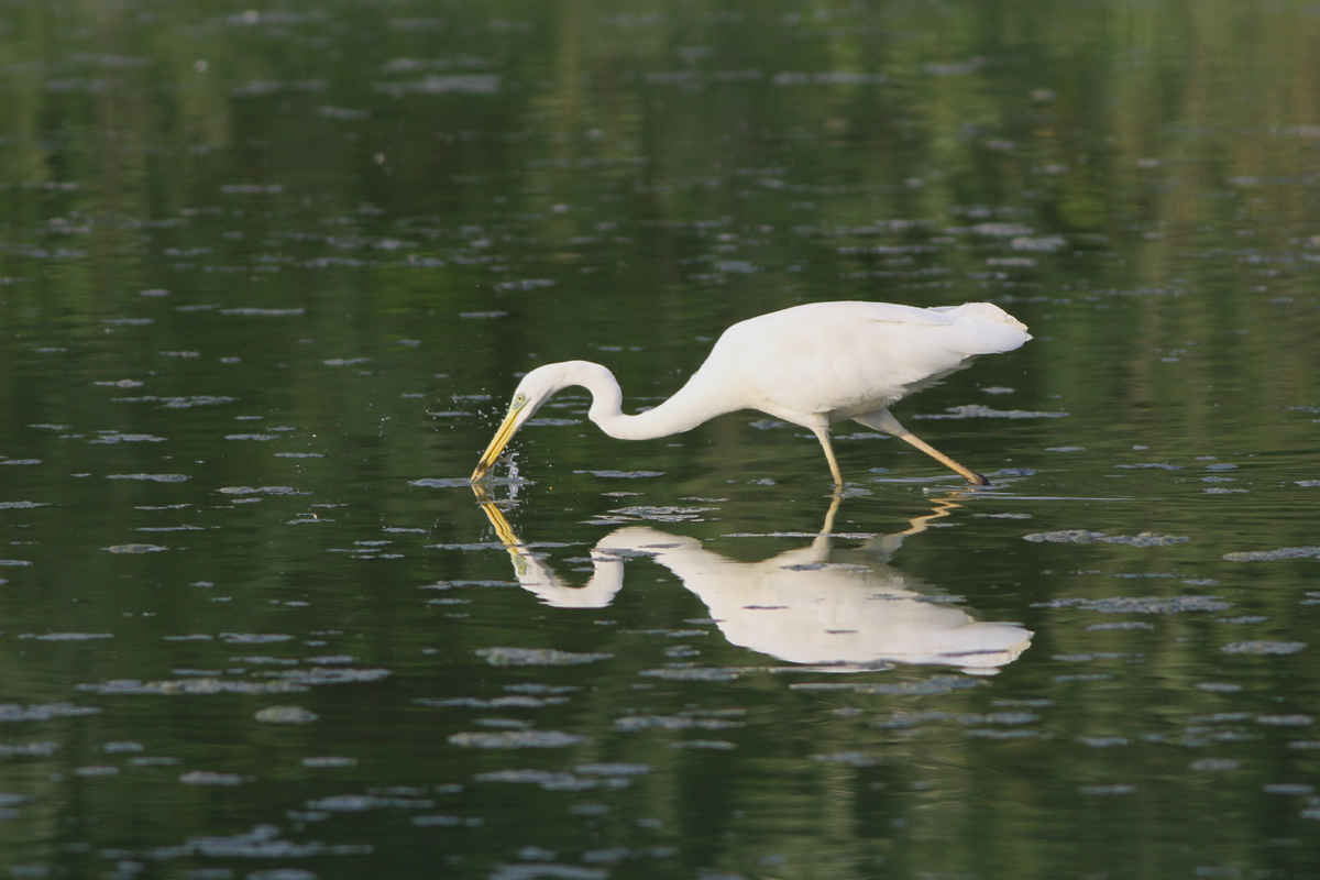 Great Egret