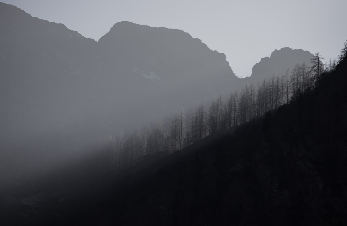 Light through the larches