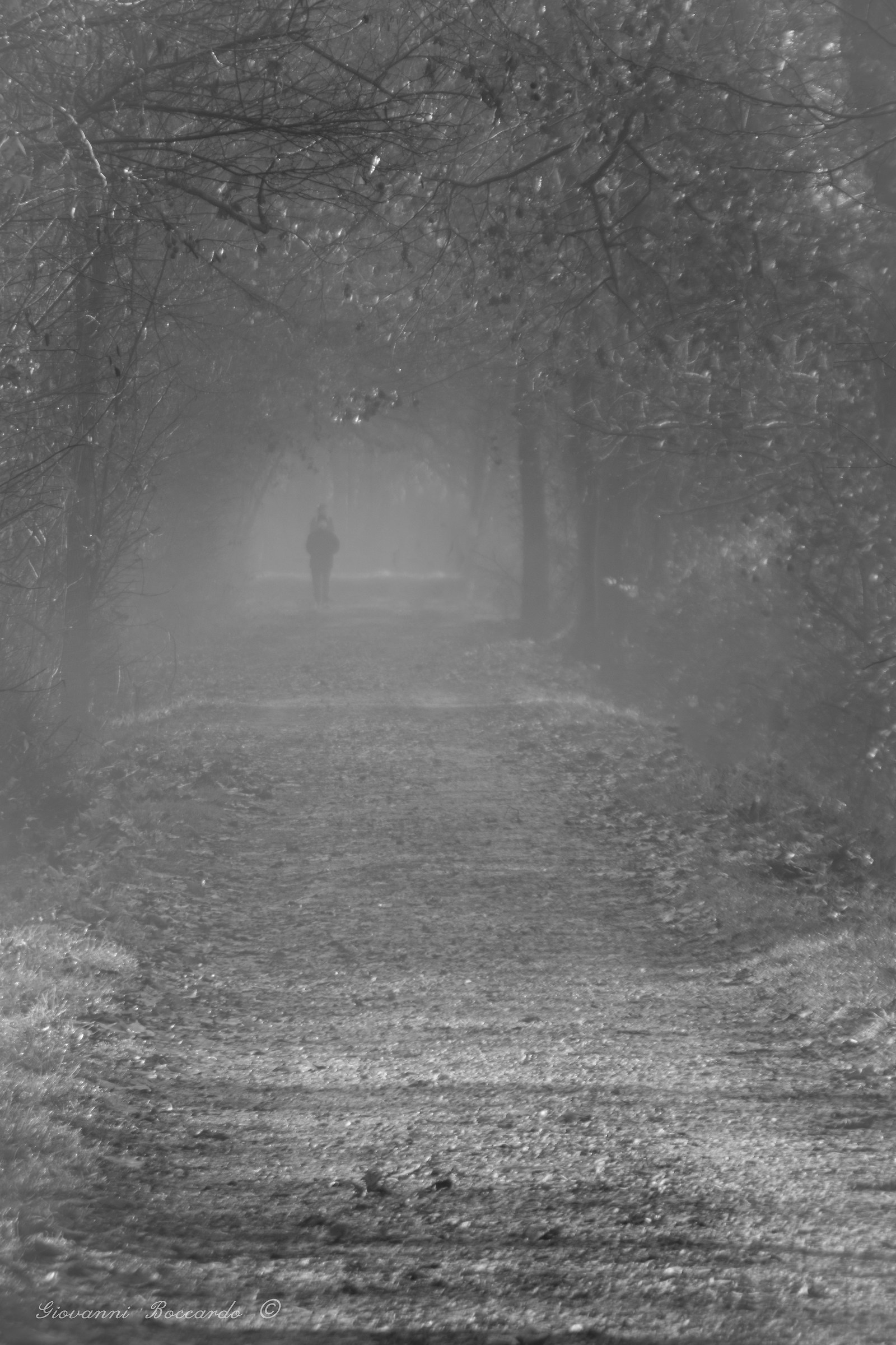 along the avenue of silver