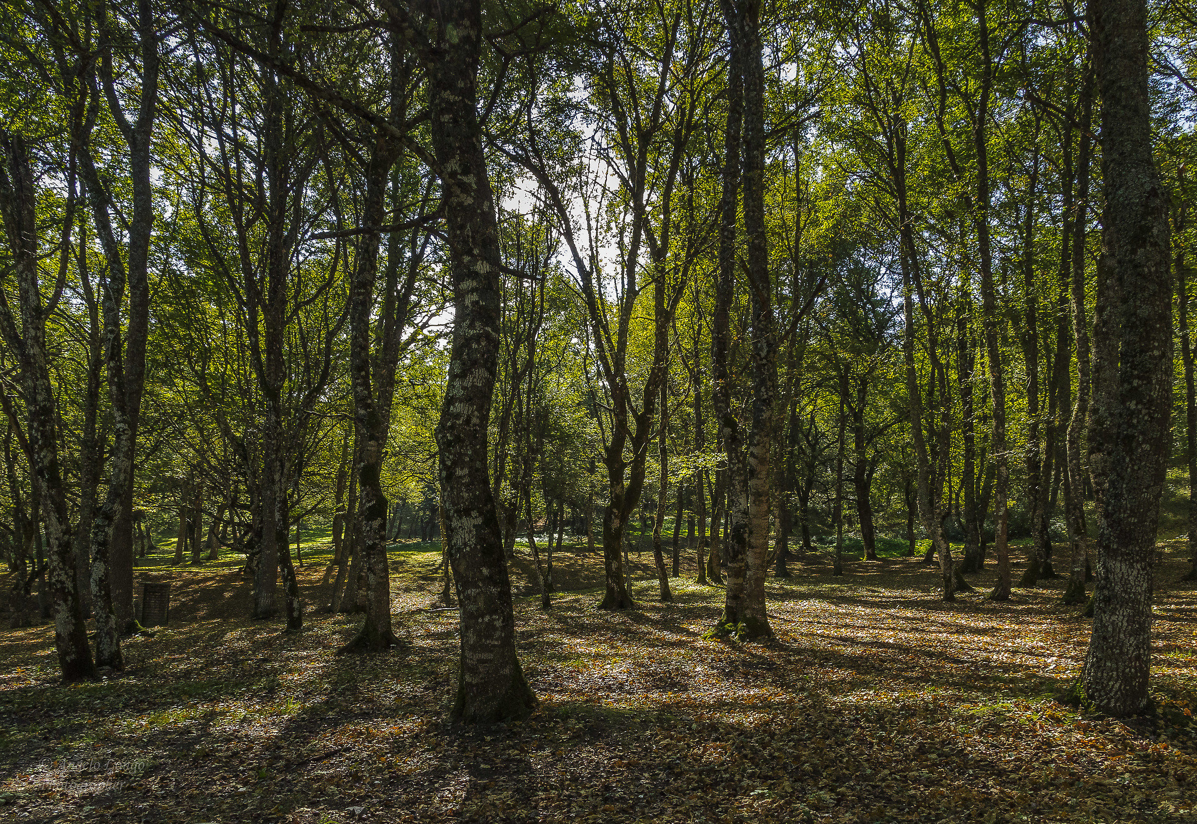 Bosco di Biccari (Apennines Dauno).