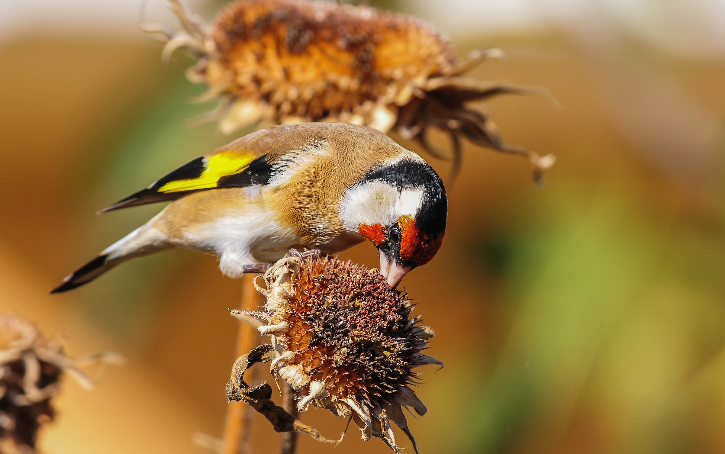 Goldfinch