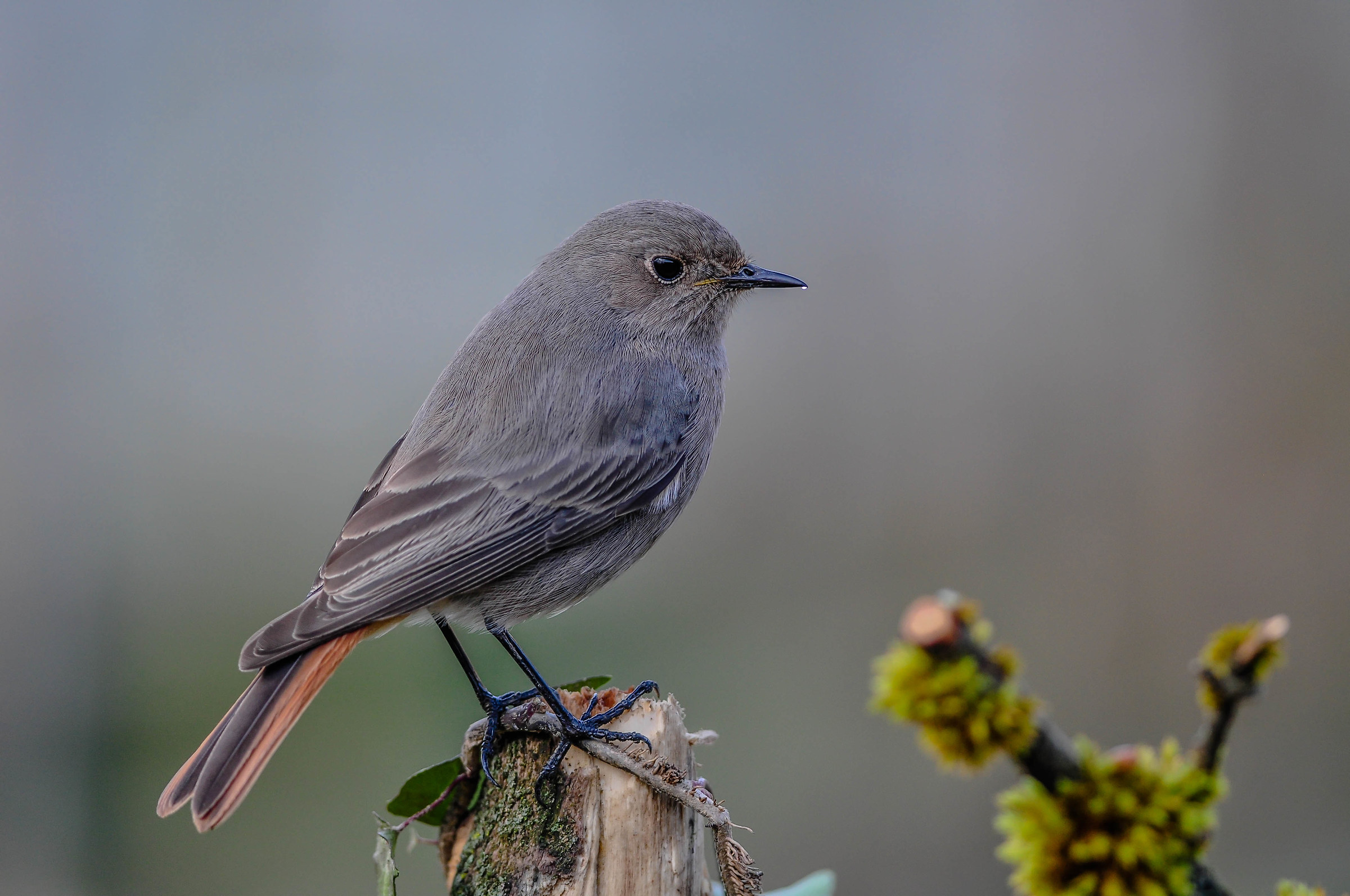 Black redstart (F)