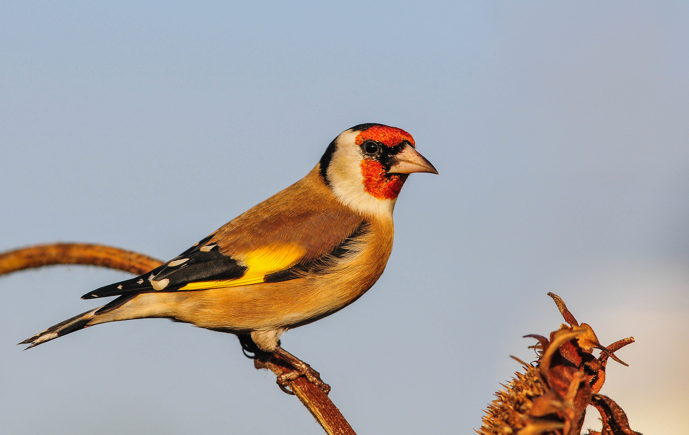 Goldfinch