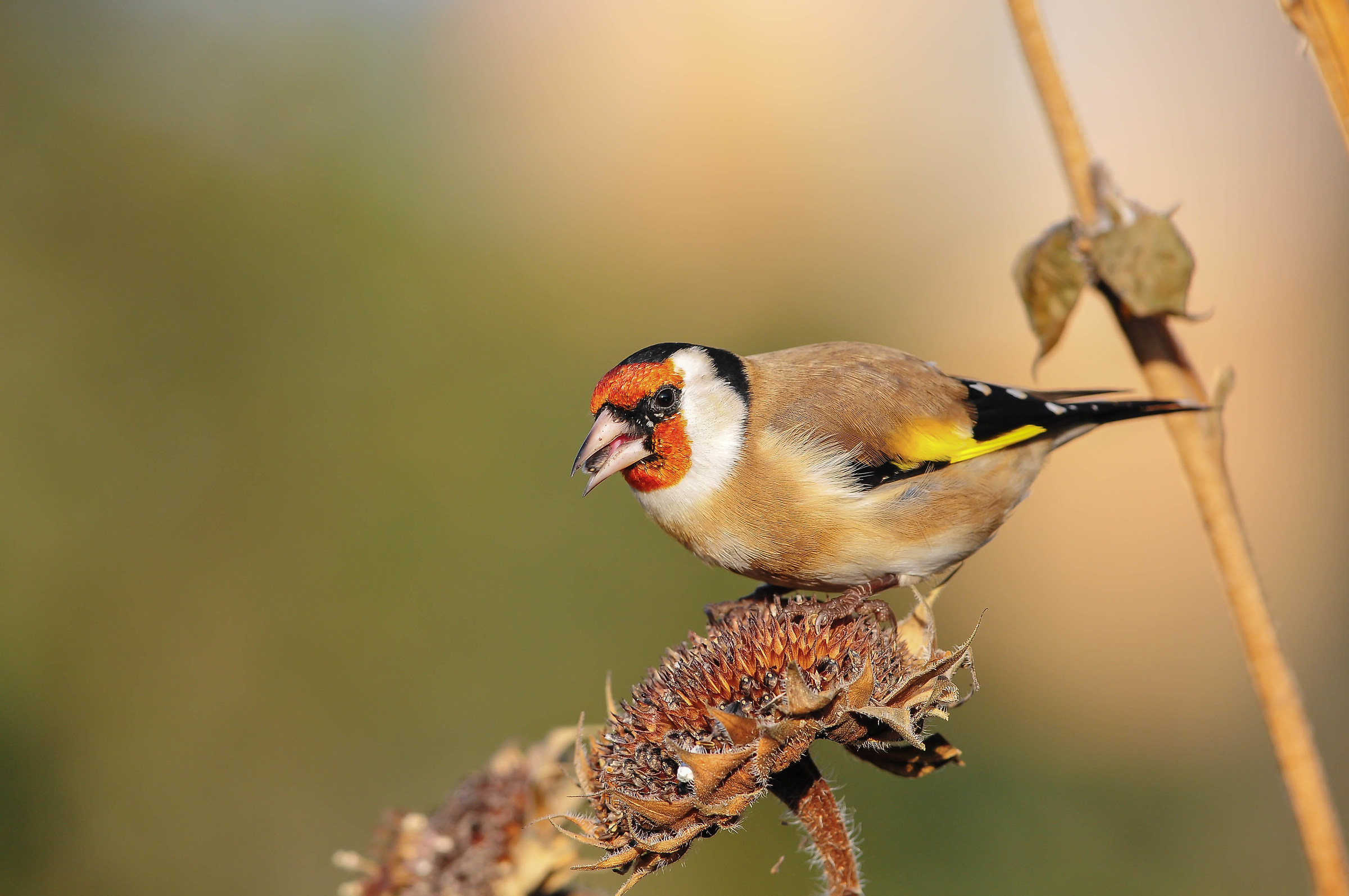 Goldfinch