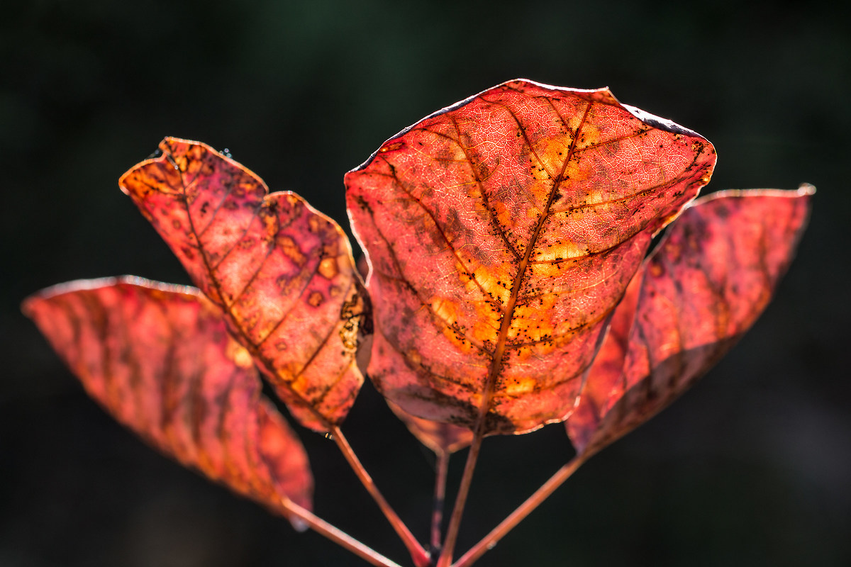 Scotano in controluce