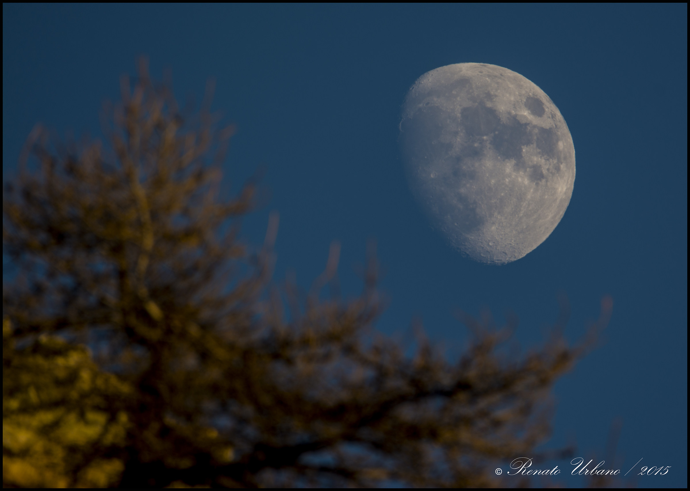 La Luna e l'albero
