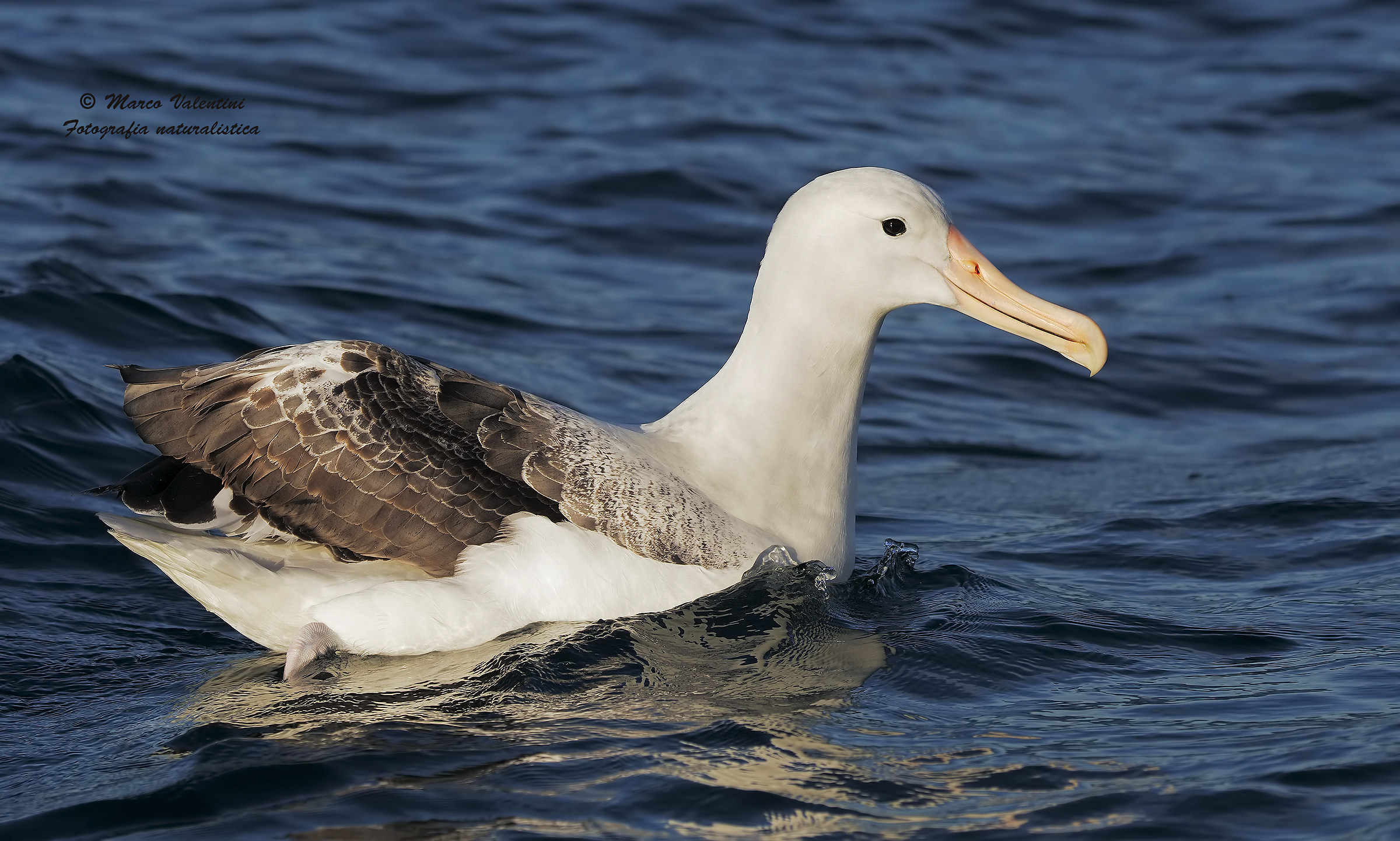 The beauty Albatross