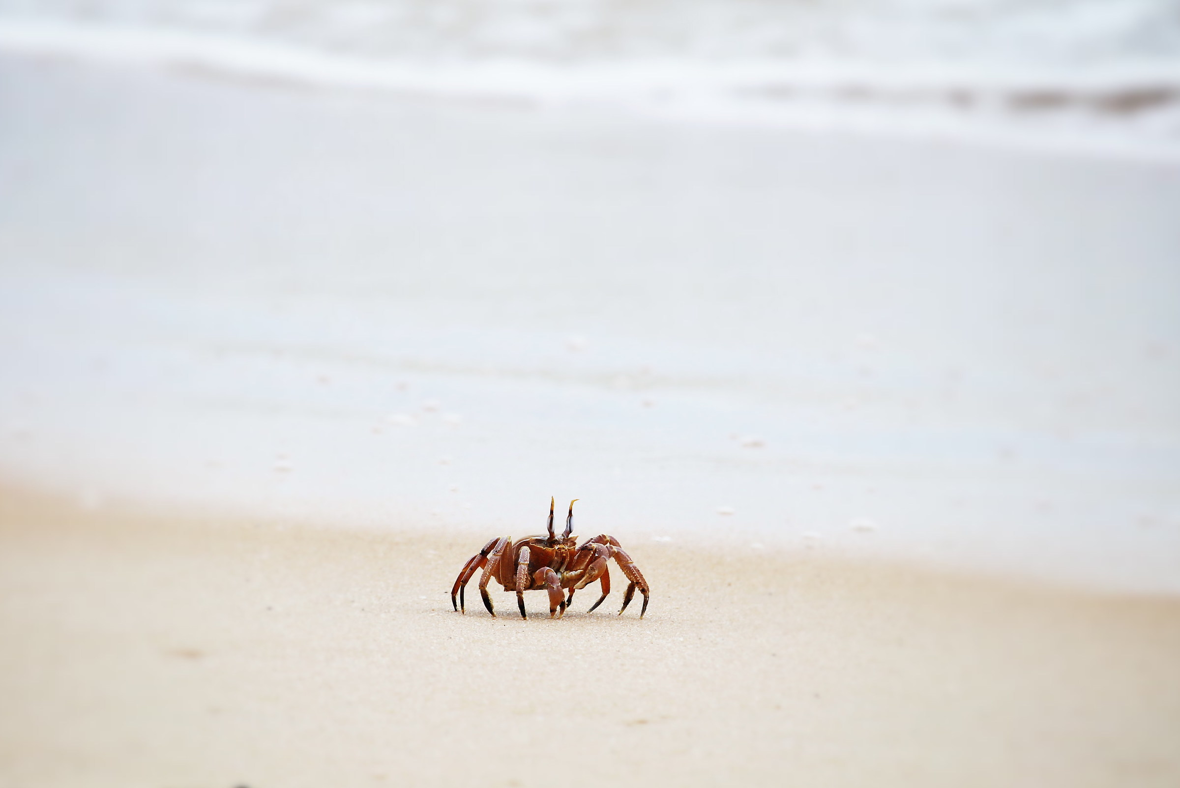 Ghost crab