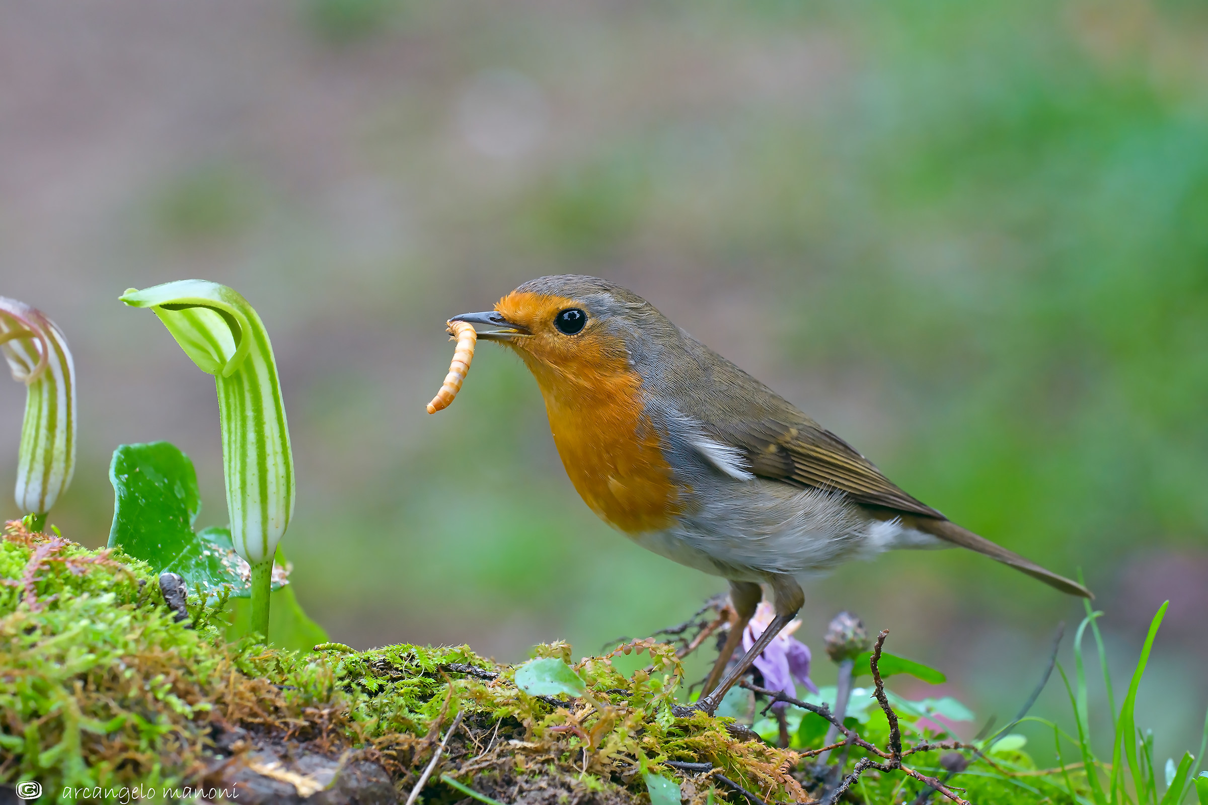 Breakfast Robin