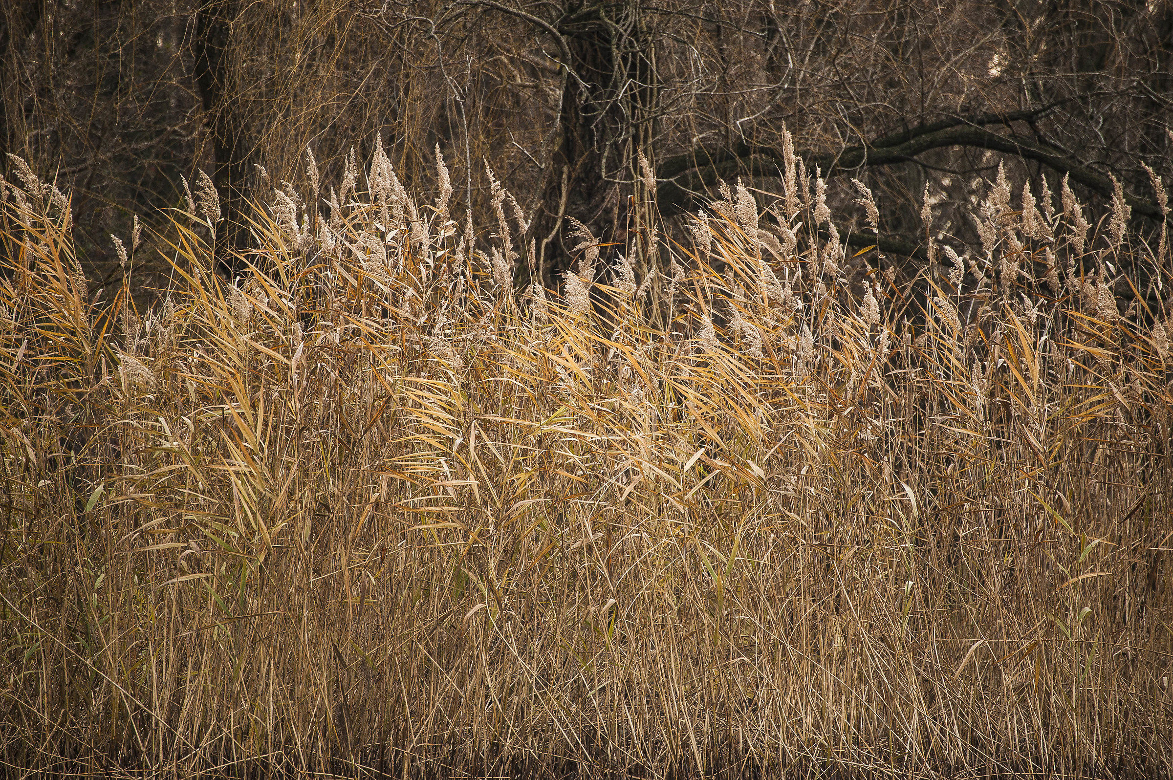 Reeds - fileds of gold