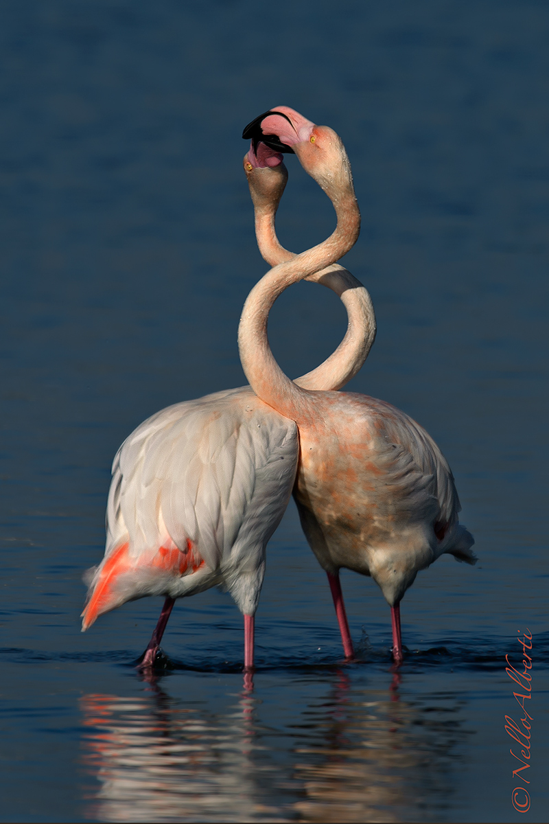 l'intreccio !! fenicotteri rosa ad Orbetello