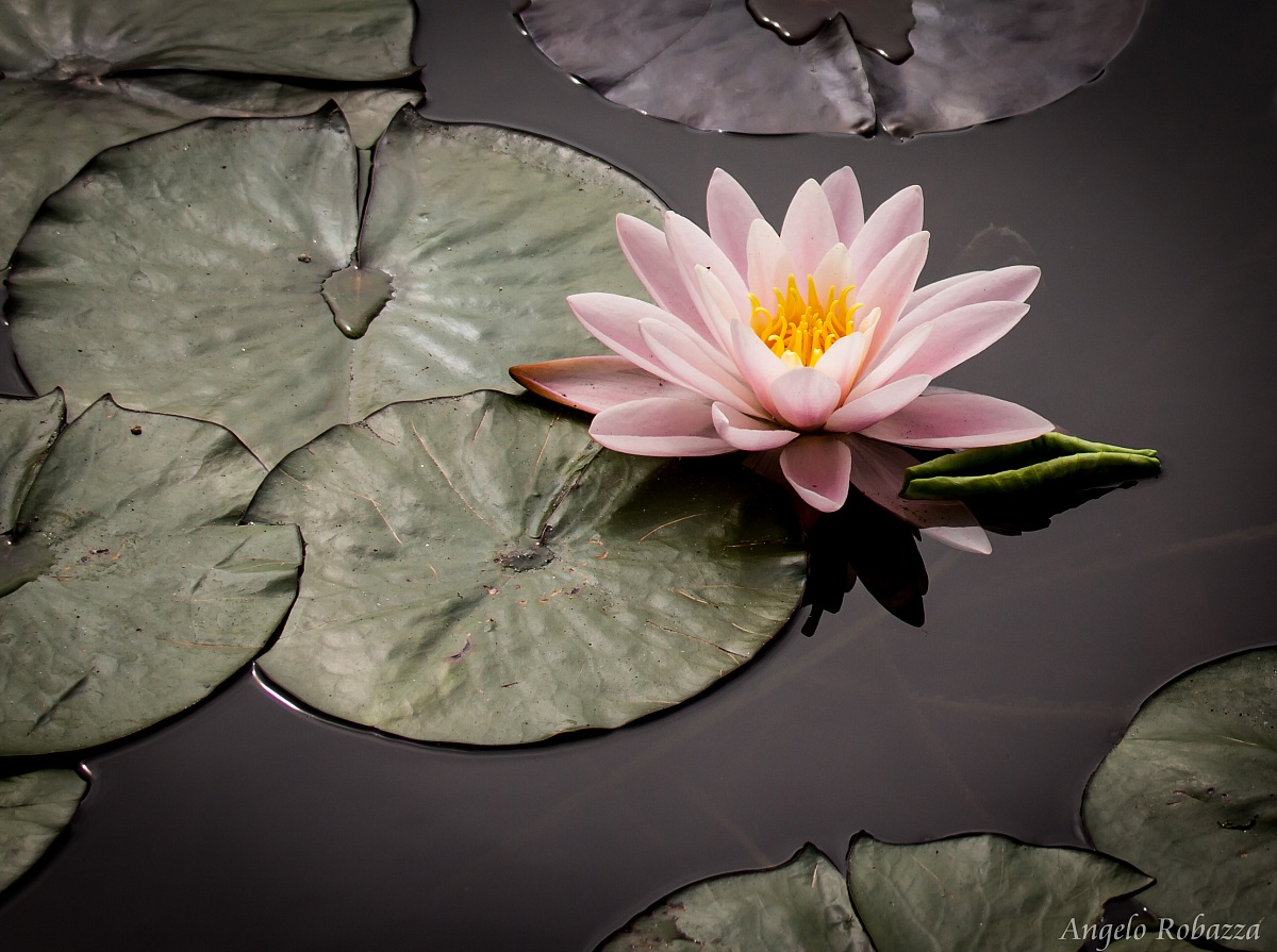 waterlily