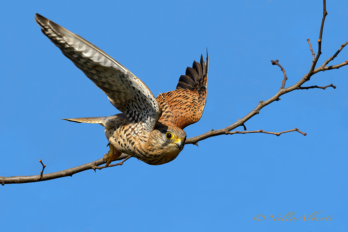 lo "stacco" del gheppio