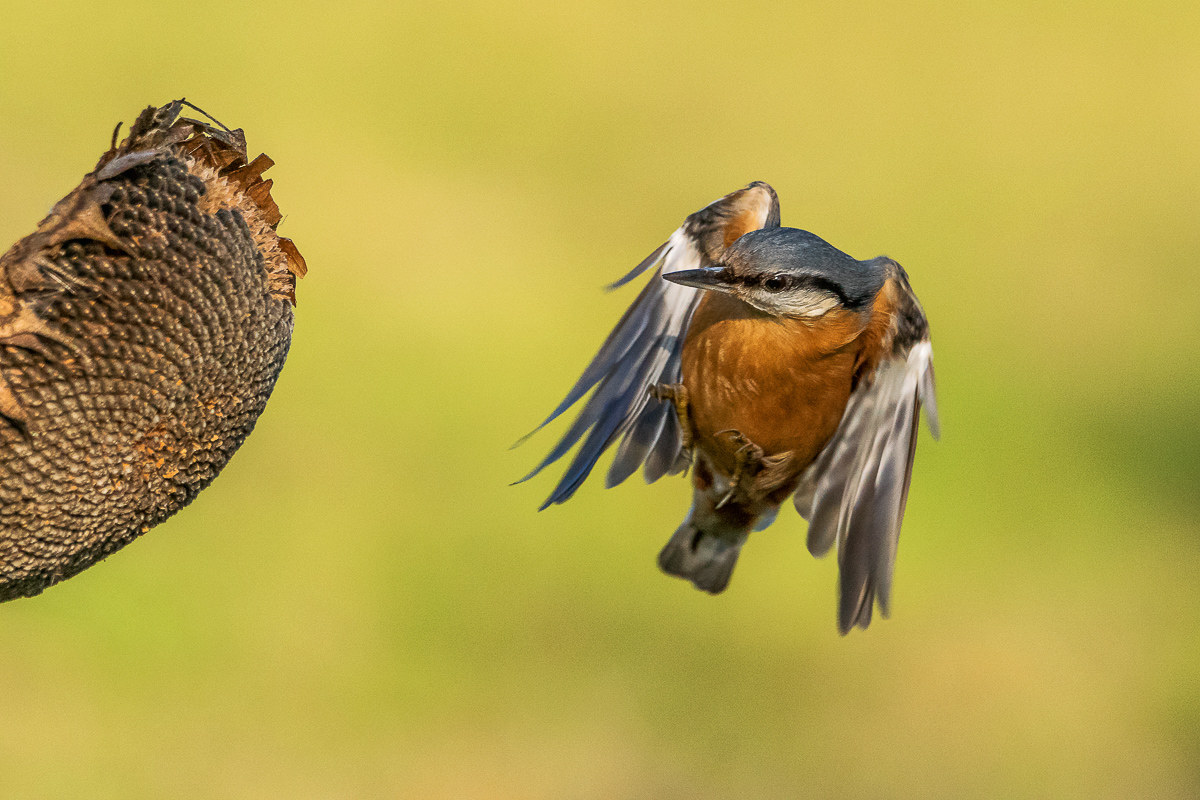 nuthatch in flight