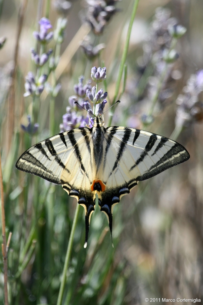 Iphiclides podalirius