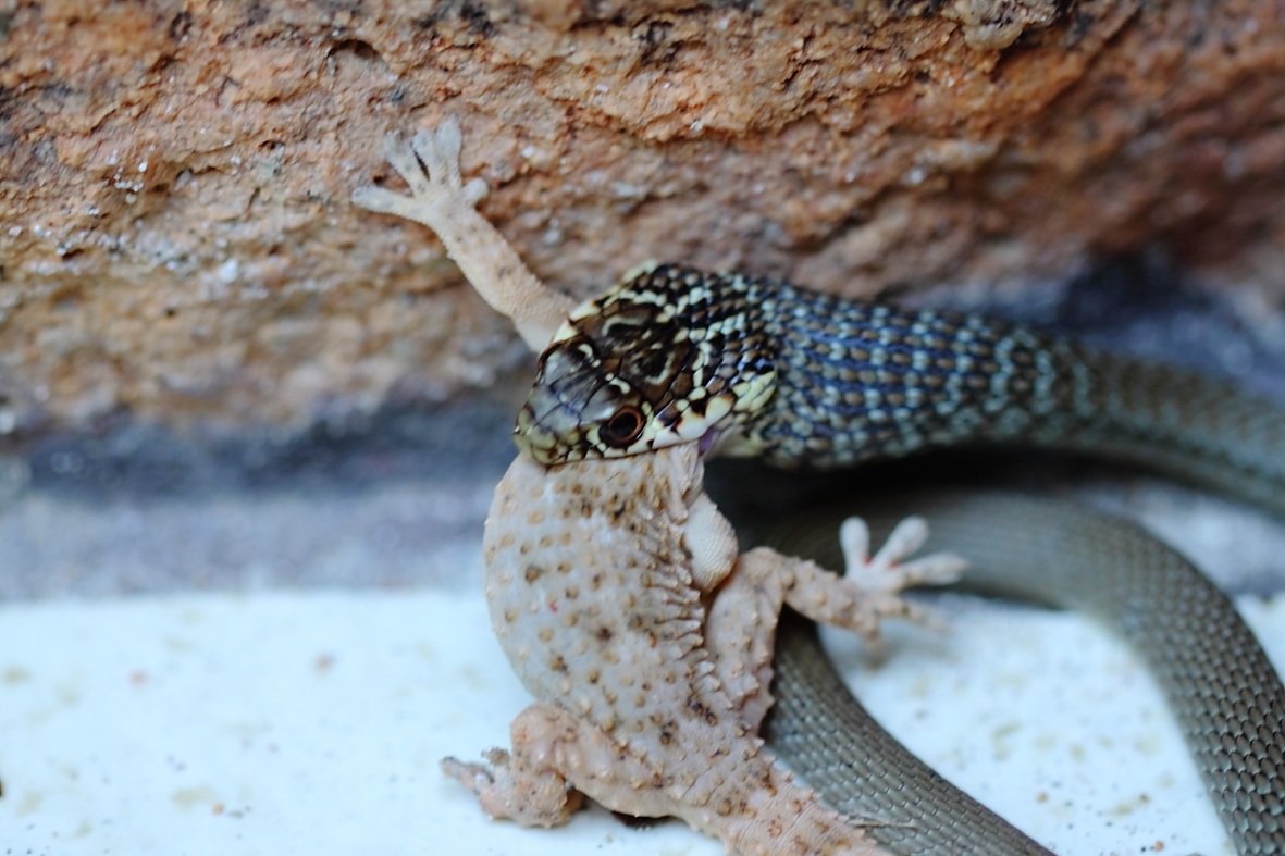 rat snake vs gecko