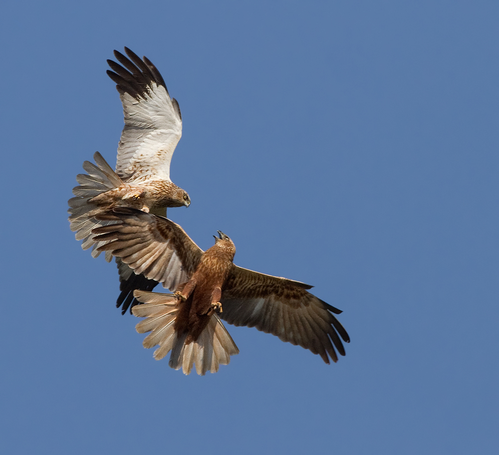 Marsh Harriers