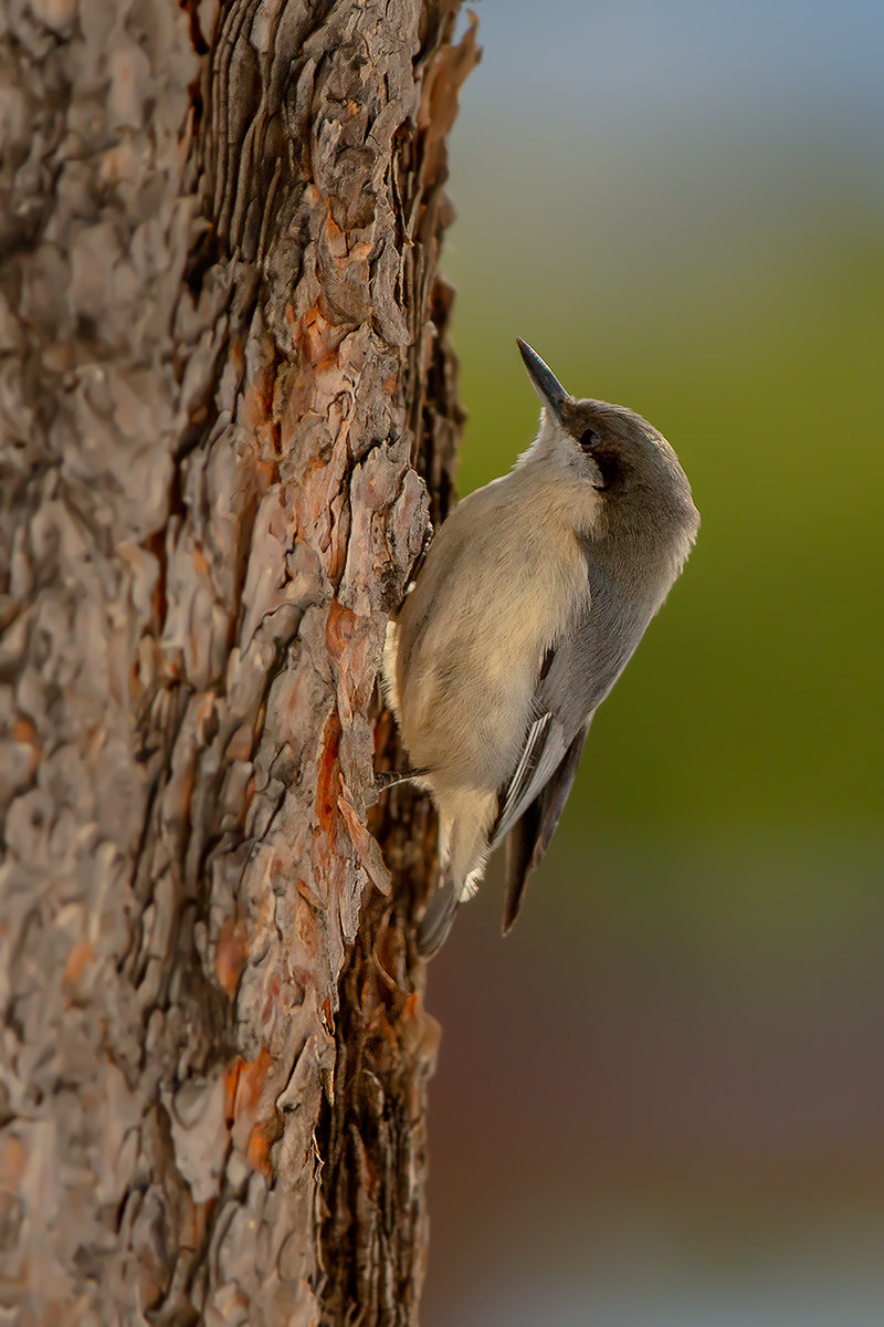 Nuthatch