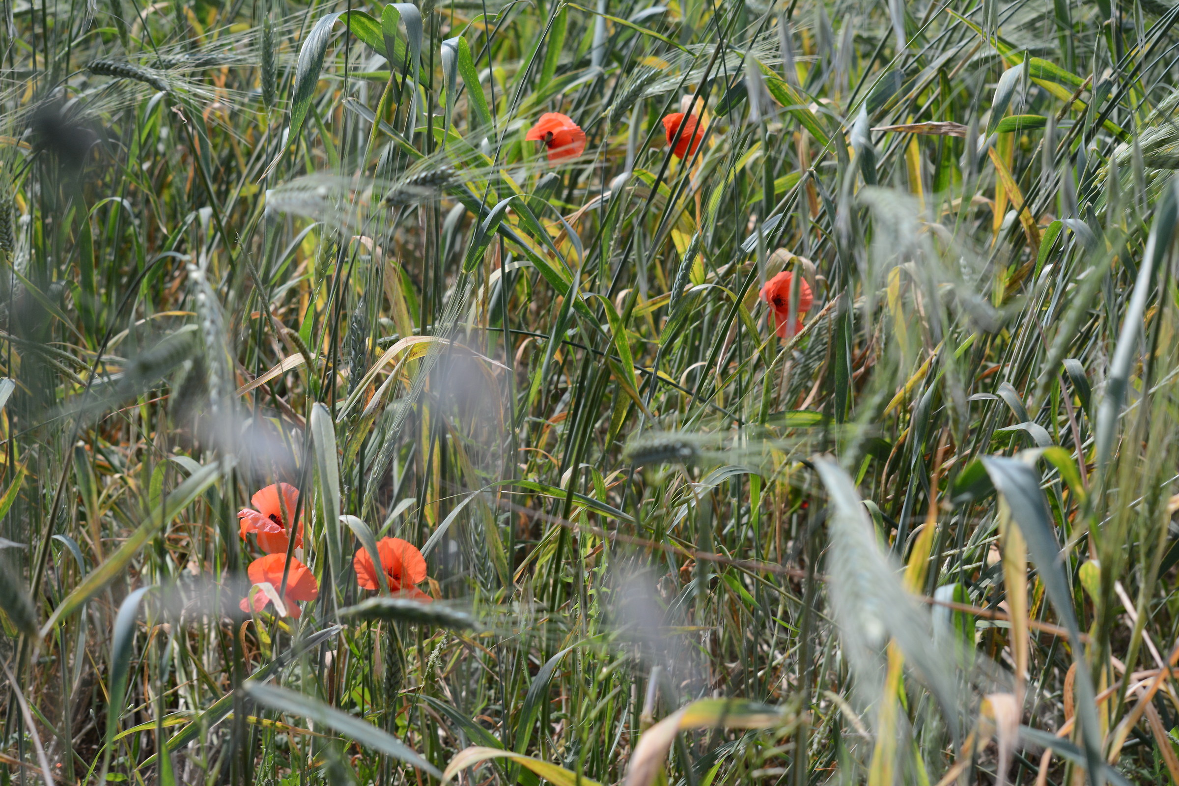 Confetti, memories of a summer