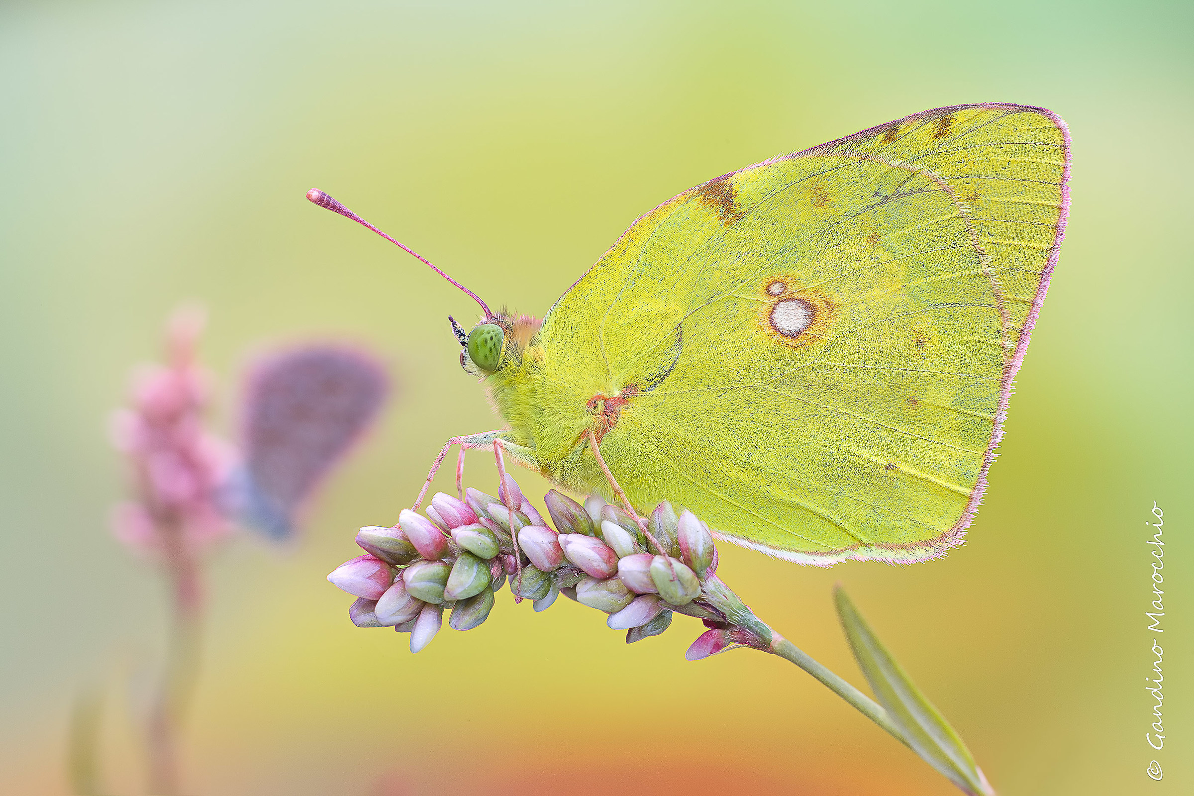 Plans alternating-colias / licenide