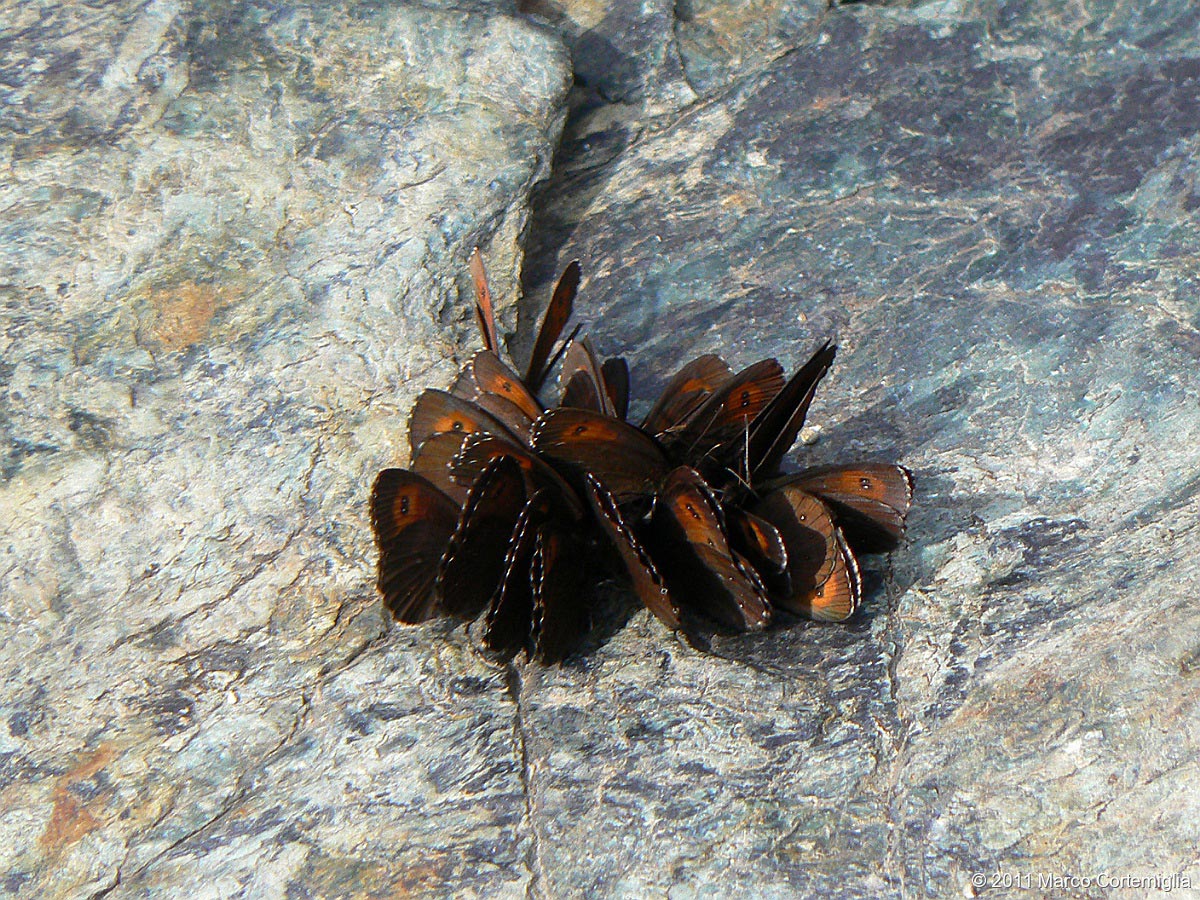 Erebia sp