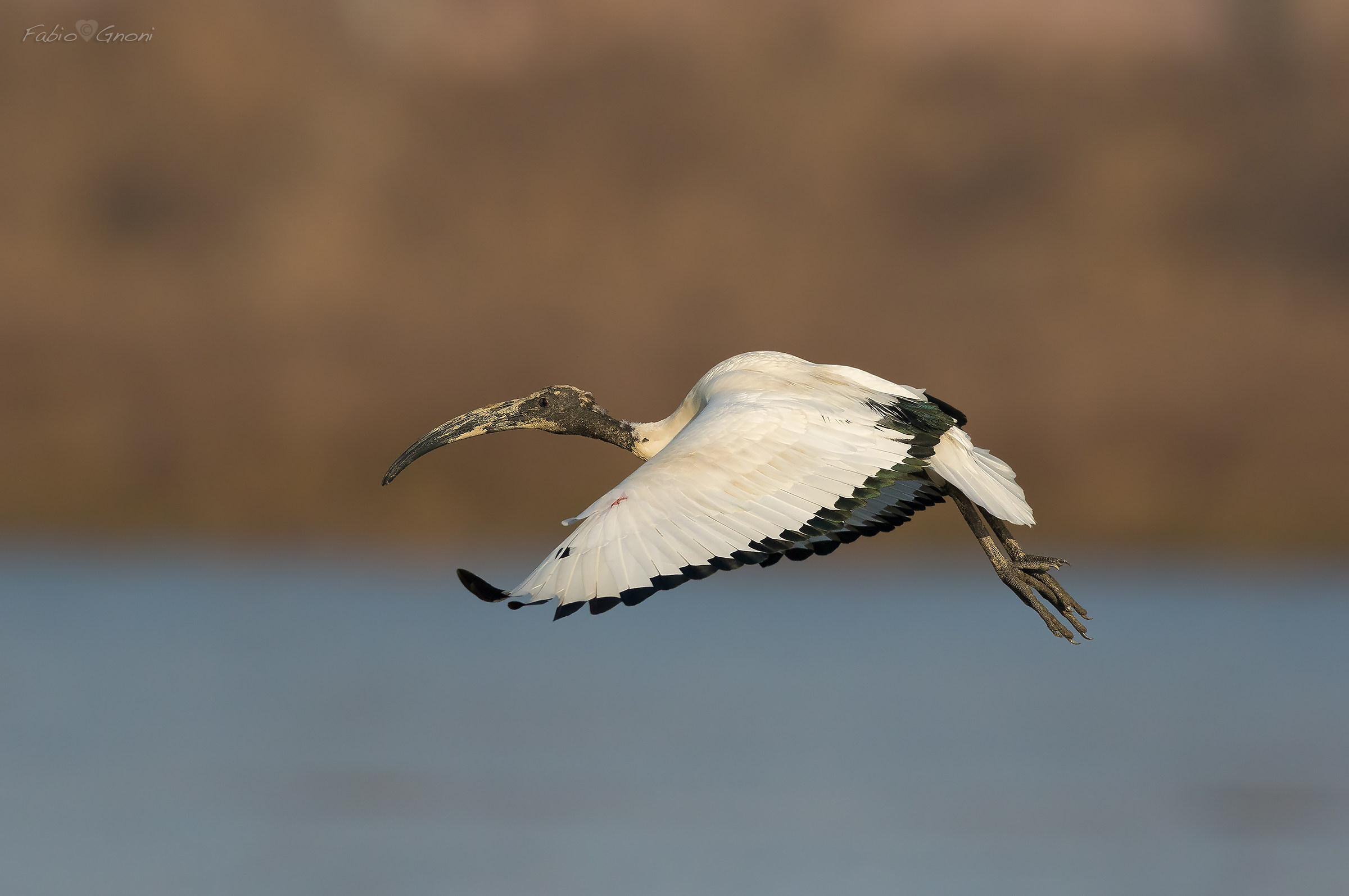 Sacred Ibis