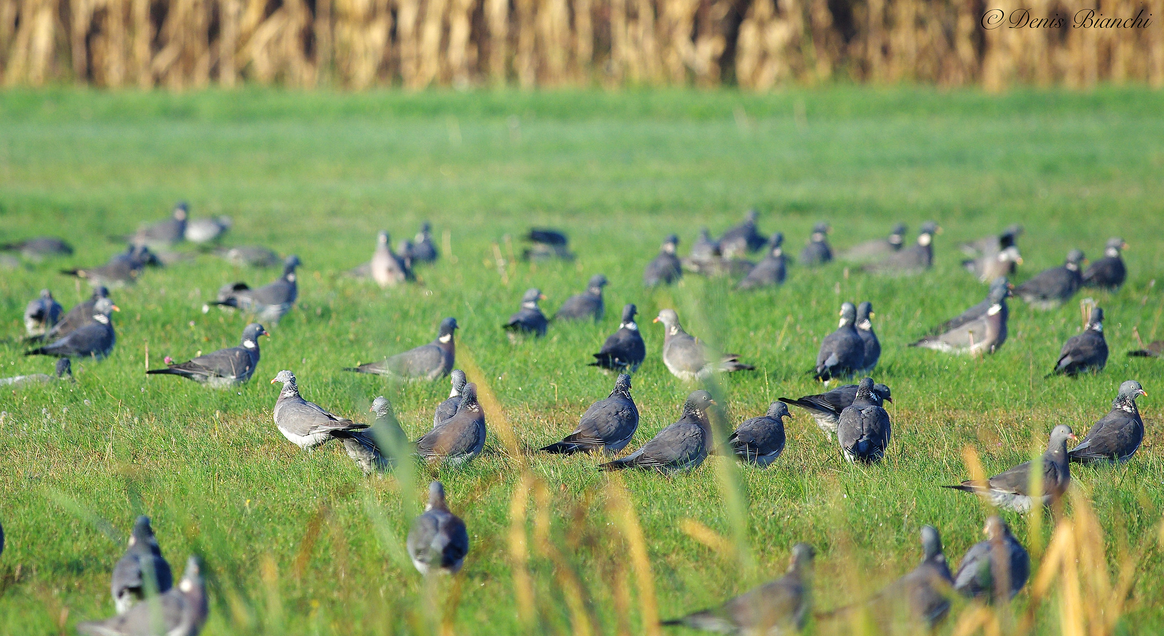 Colombacci nei prati