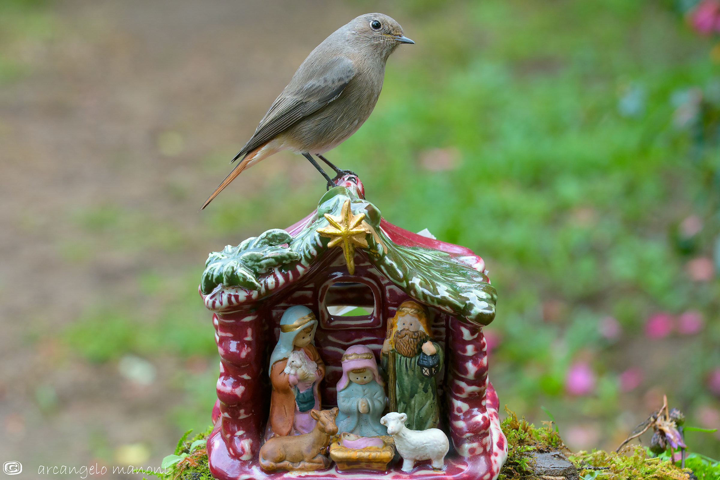 Merry Christmas 2015 with my friend redstart