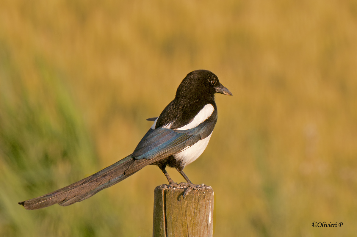 magpie