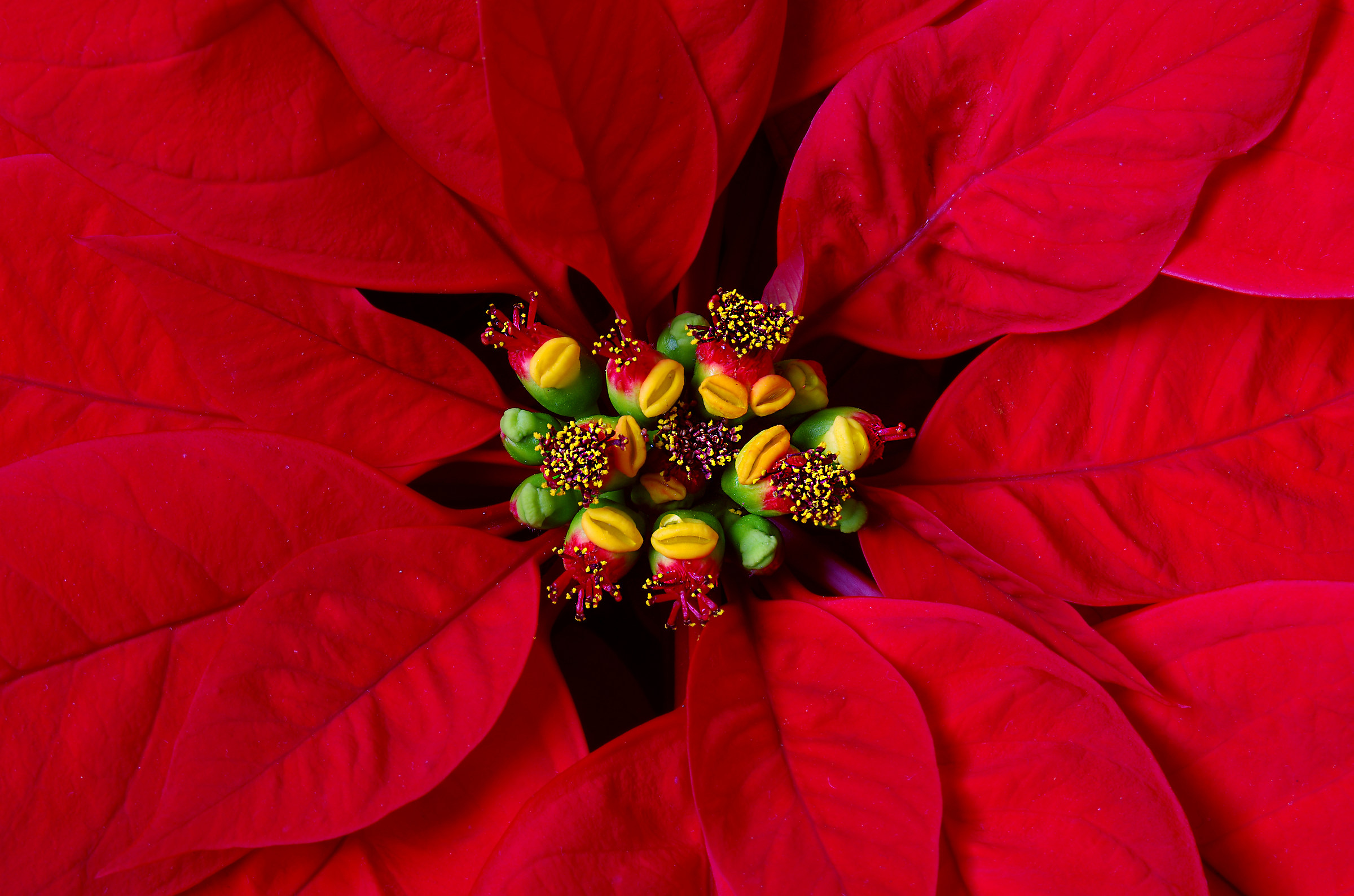 ...che una stella possa essere sempre con voi