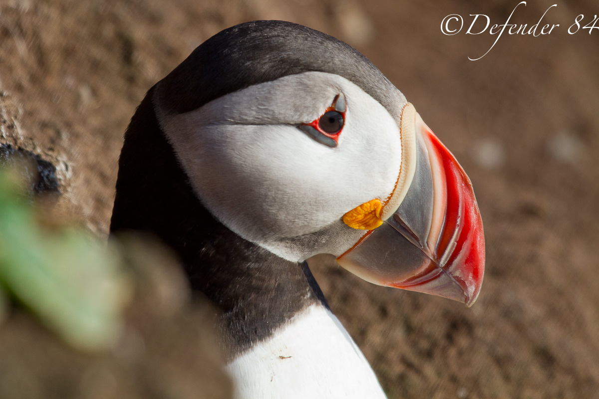Fratercula Artica (Puffin)