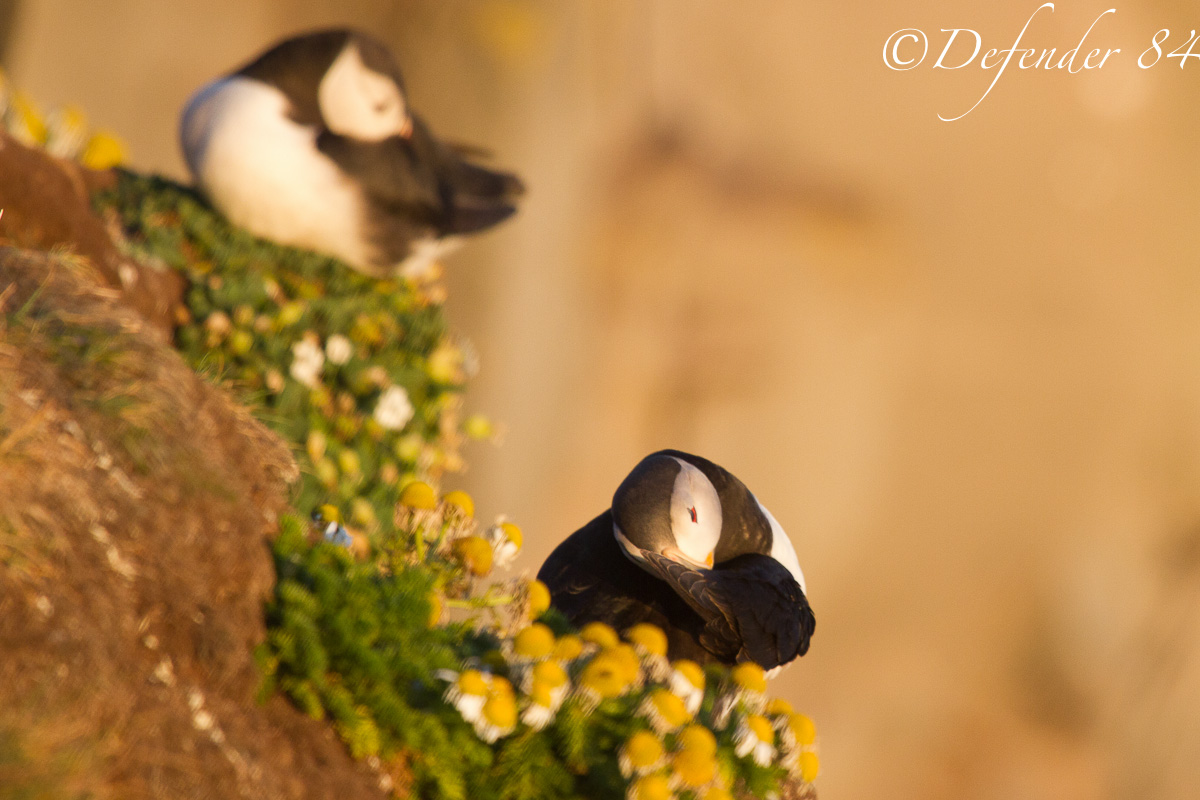 Fratercula Artica (Puffin)