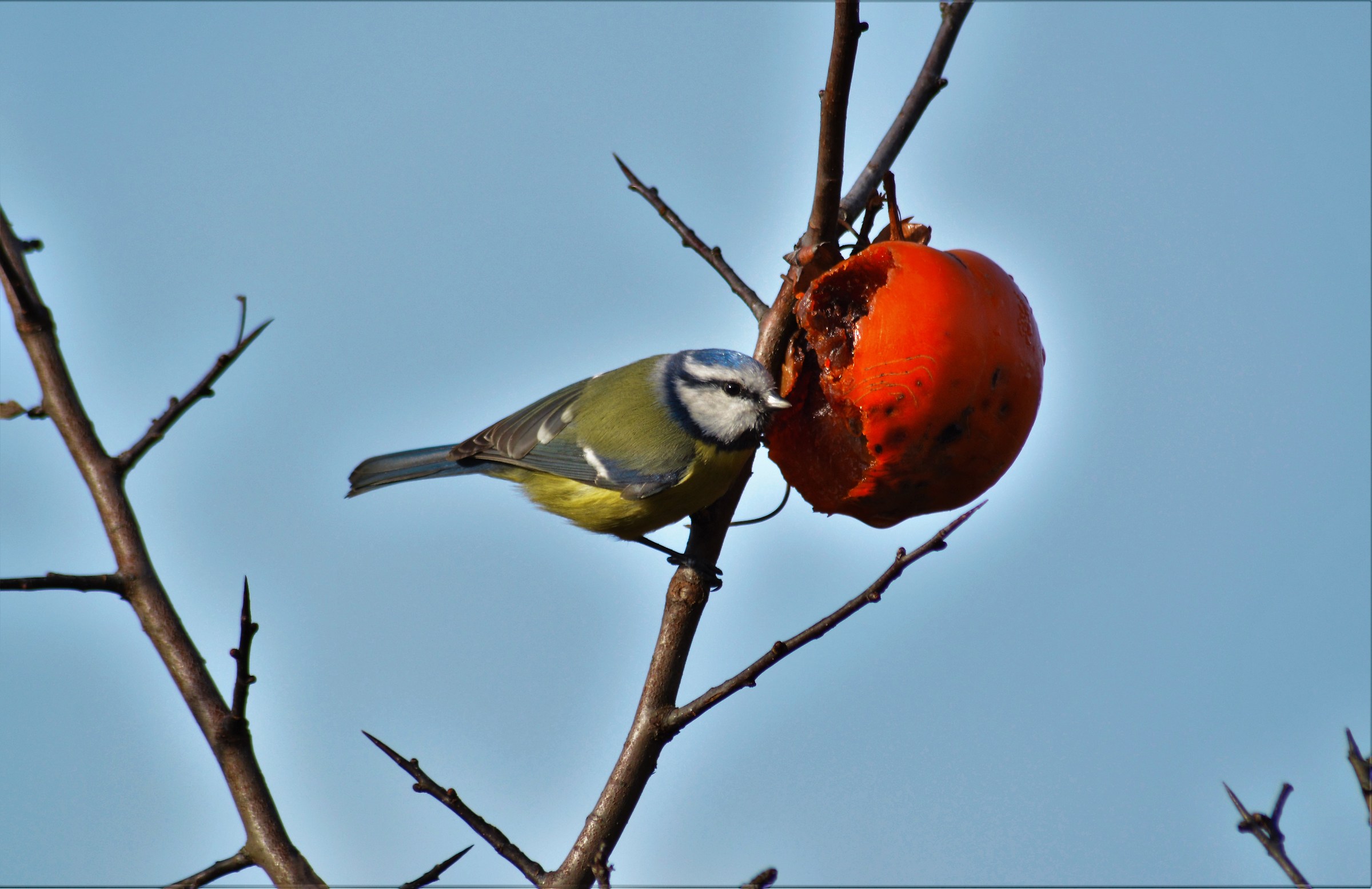tit of persimmon