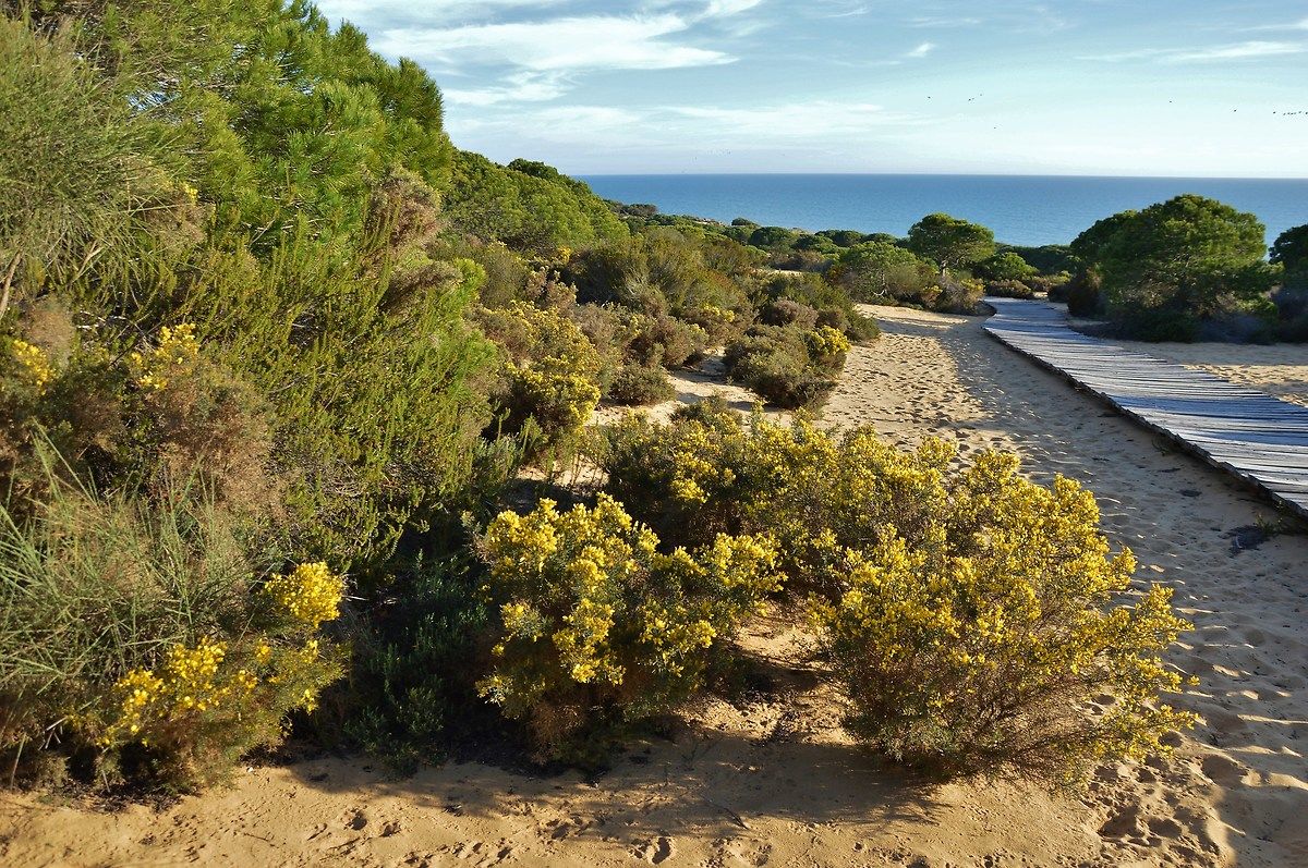 Medano of Asperillo, walk on the dunes