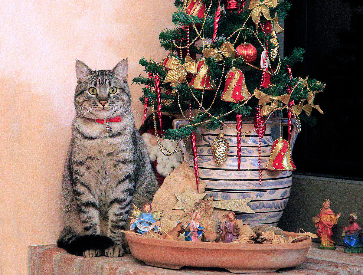 Merry Christmas to all our friends ... cats and also c
