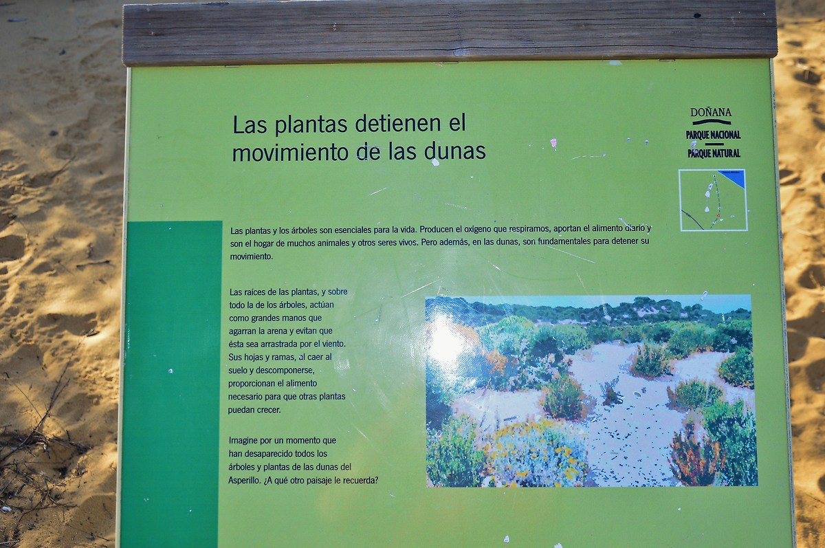 Medano of Asperillo, walk on the dunes